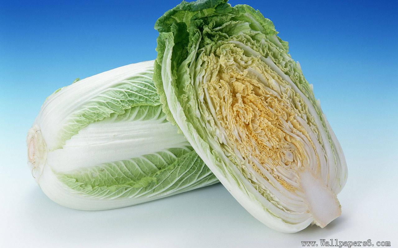 Chinese cabbage － Cate Wallpaper download wallpaper