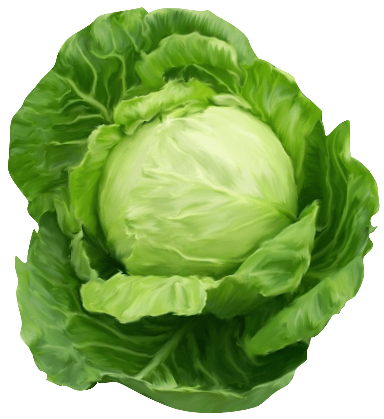 Cabbage Clipart Picture Quality