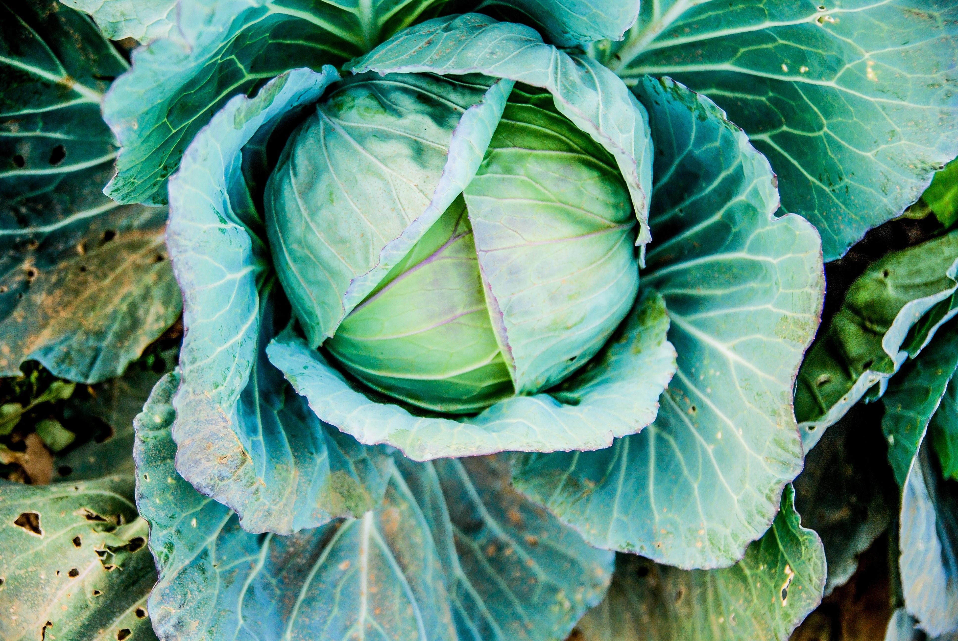 wallpaper cabbage, head out, vegetable HD, Widescreen, High