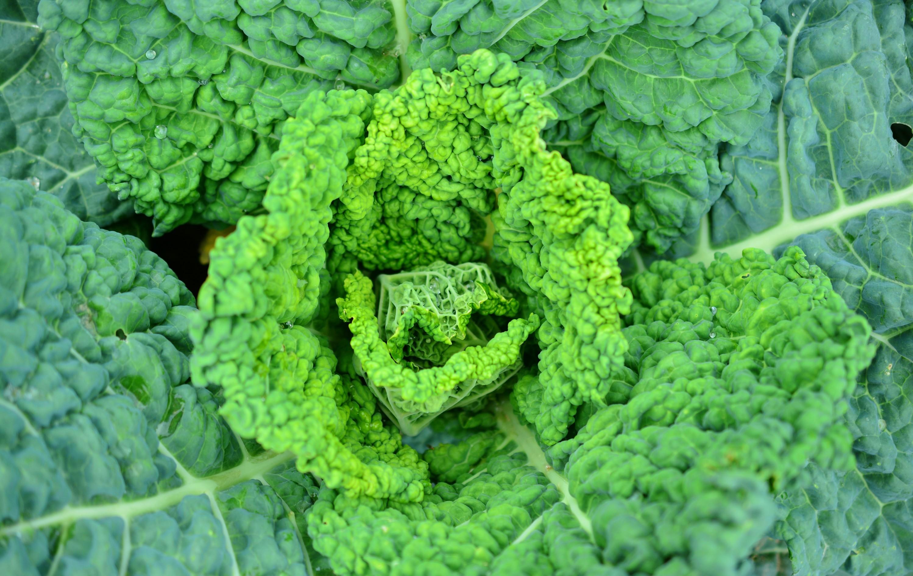 Download 2997x1892 Savoy Cabbage, Vegetable, Close Up Wallpaper