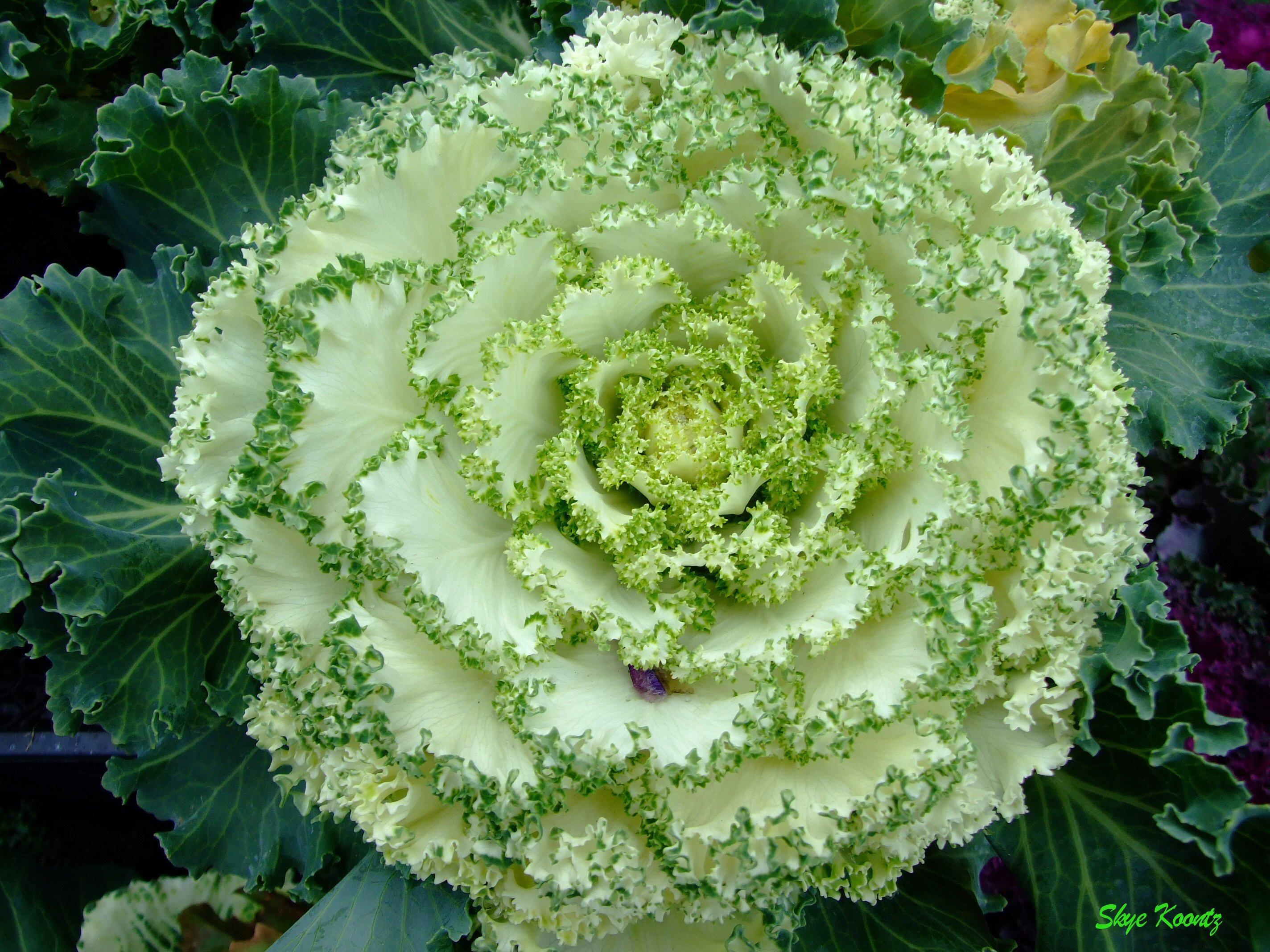 Cabbage Rose Wallpaper, Picture
