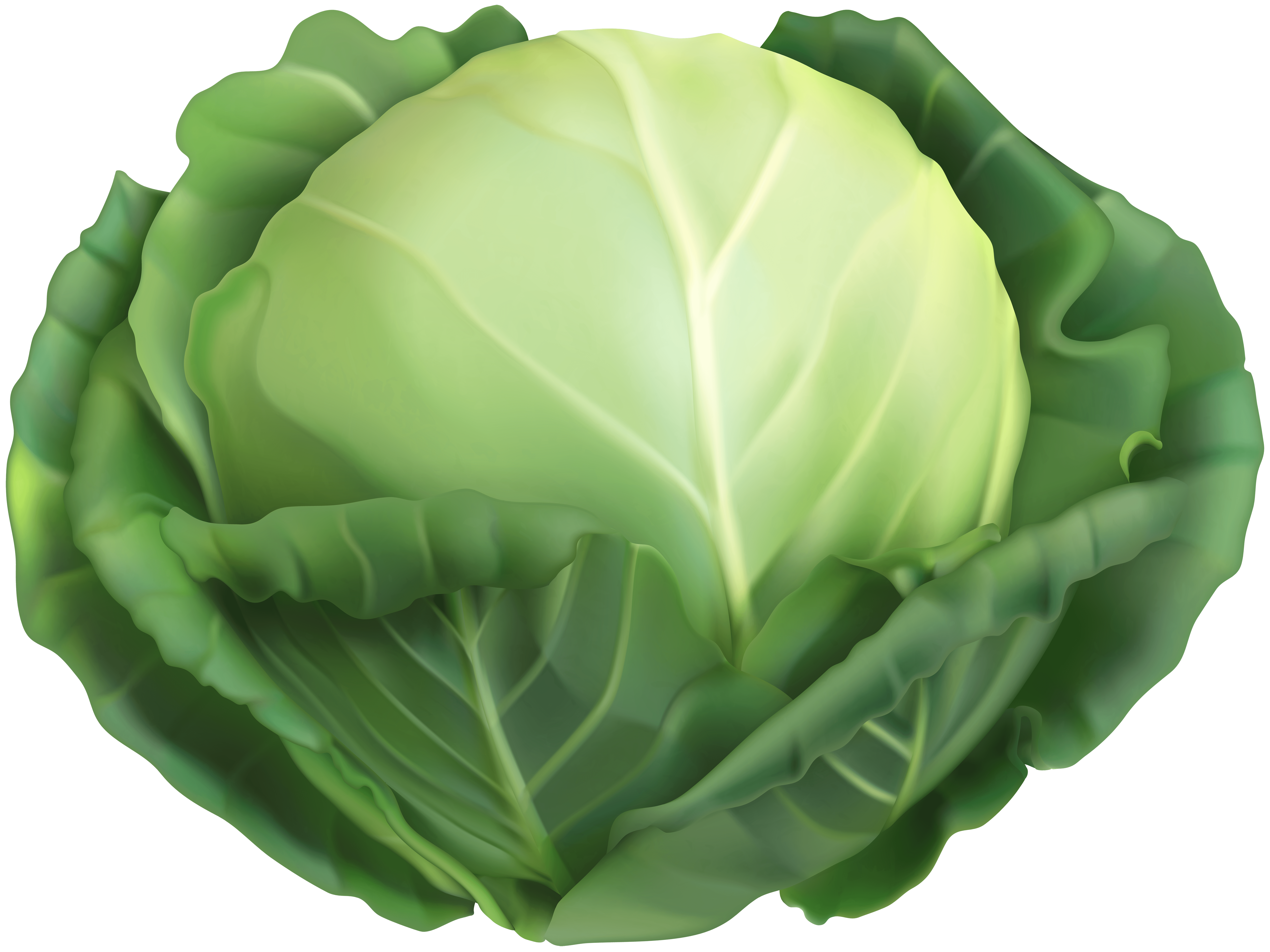 Cabbage PNG Clip Art Image Quality