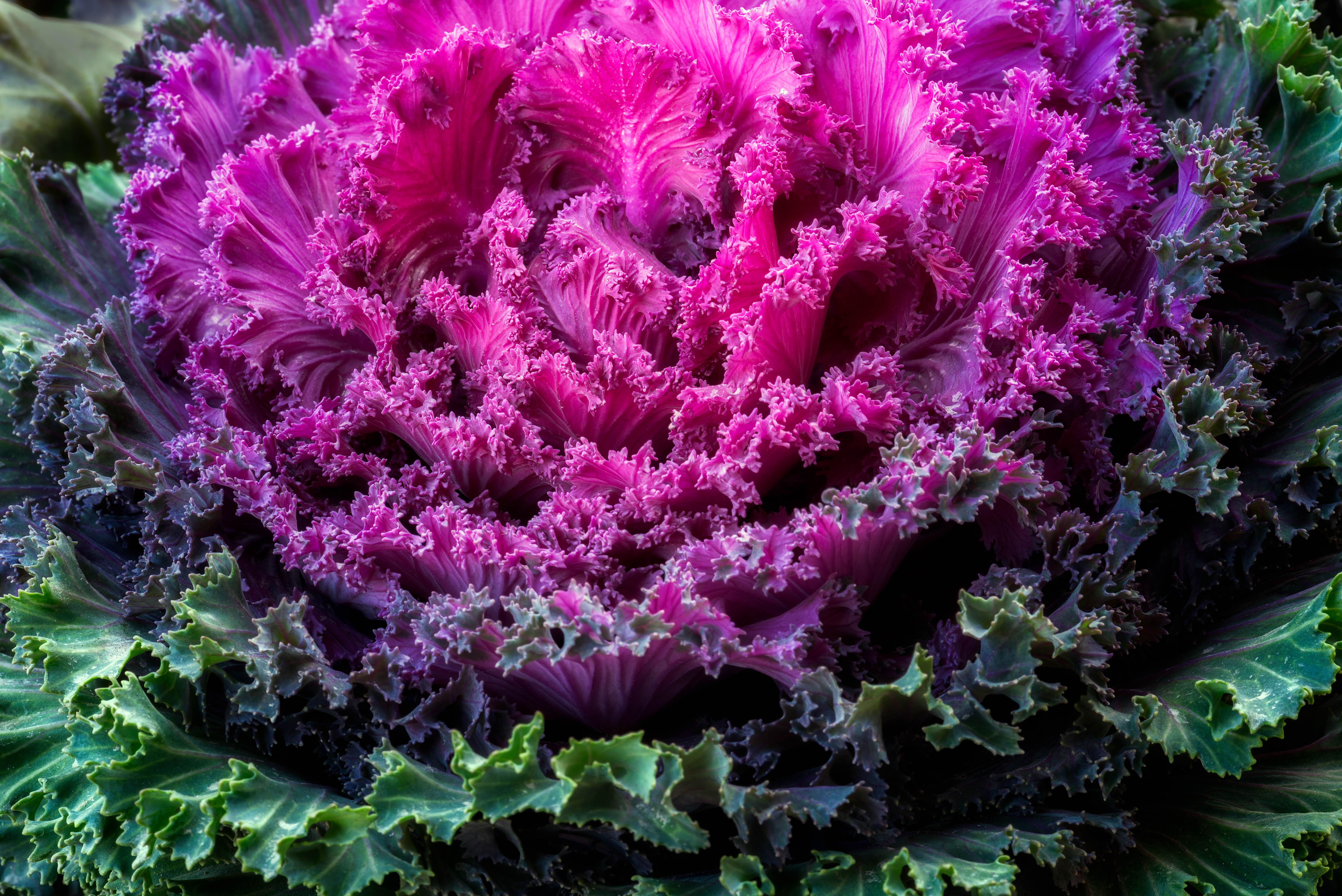 Purple ornamental cabbage, jpeg v.1.5 image, E:2609326205