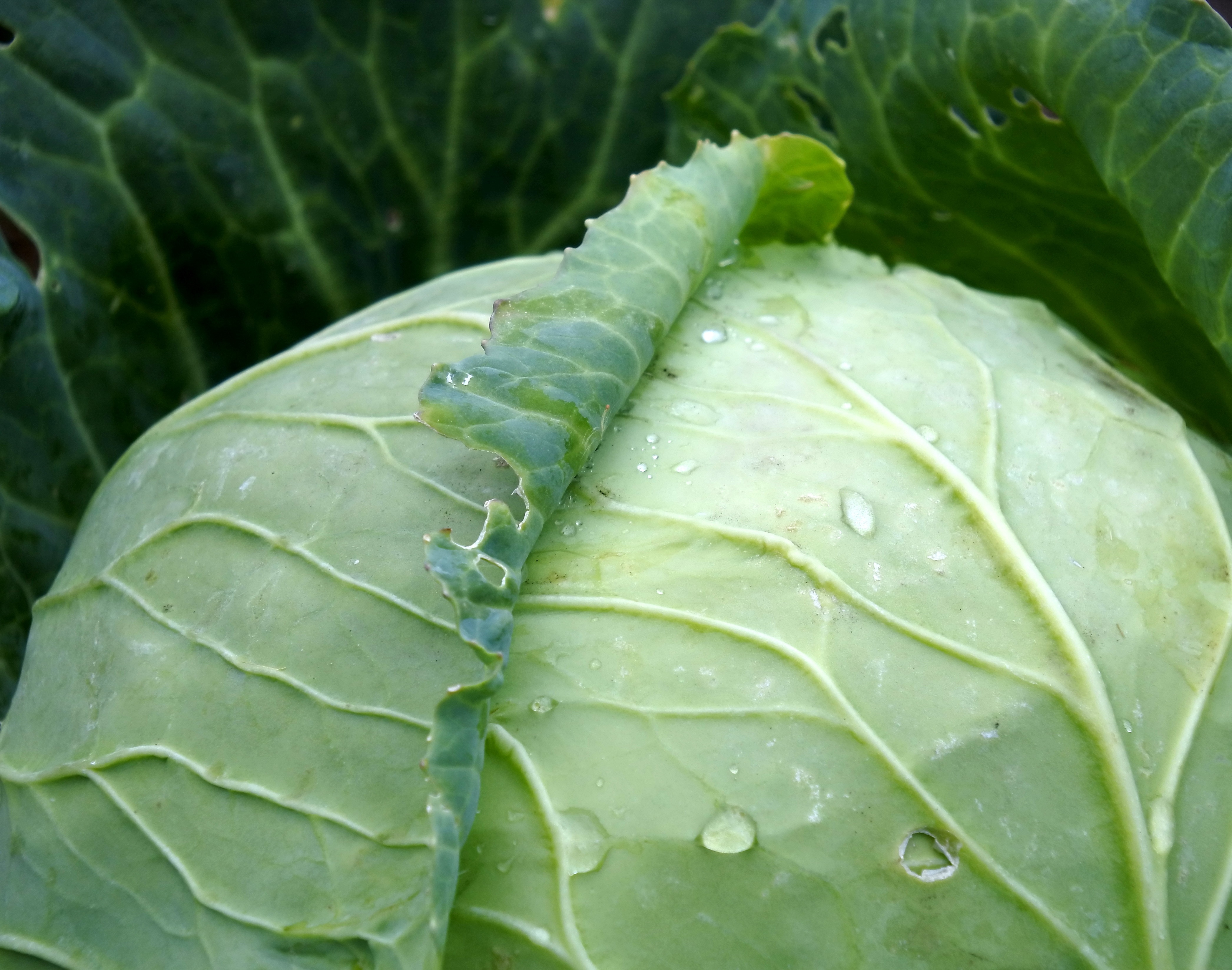 cabbage free image