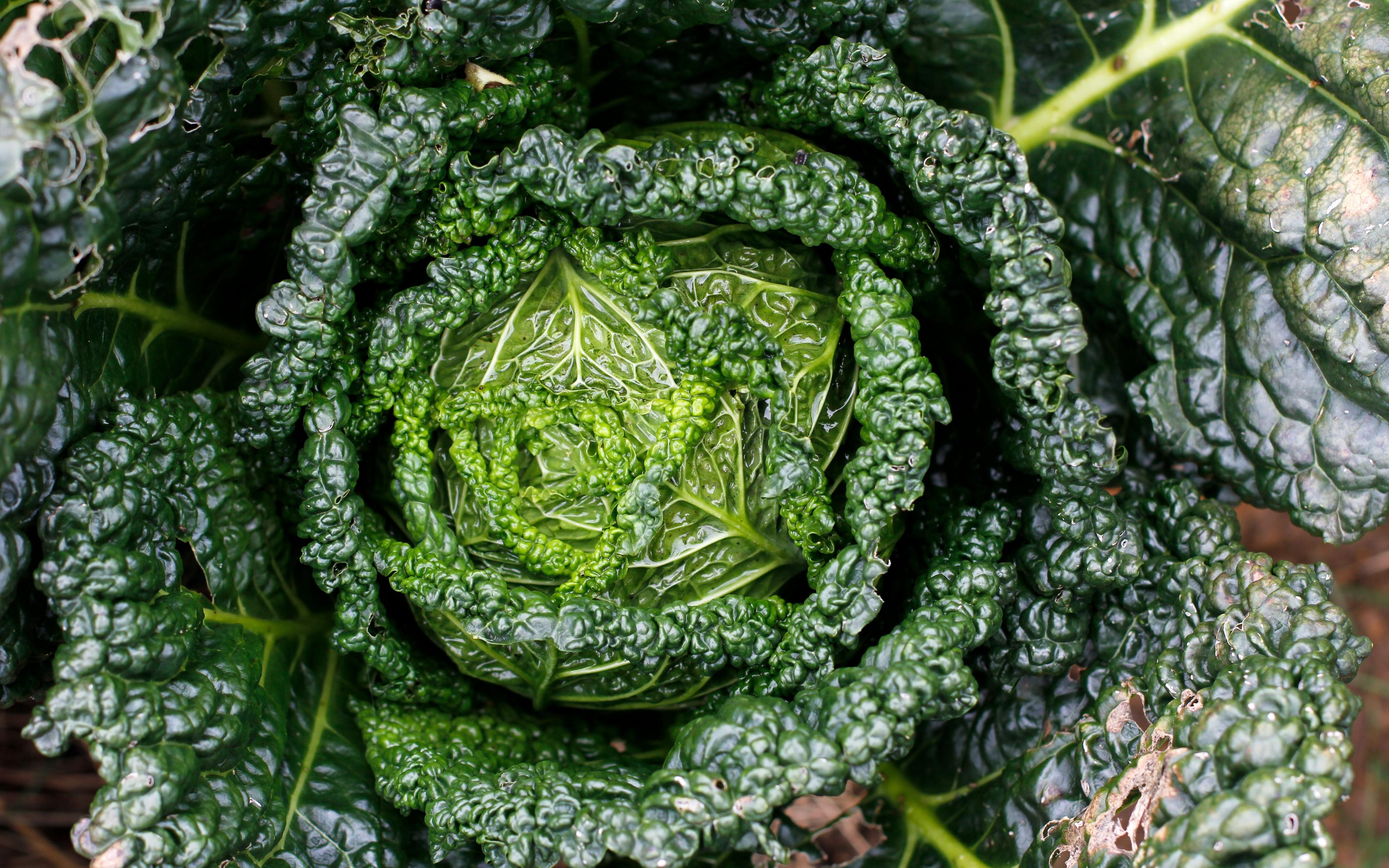 Download Wallpaper 3840x2400 Cabbage, Greens, Leaves, Close Up 4k