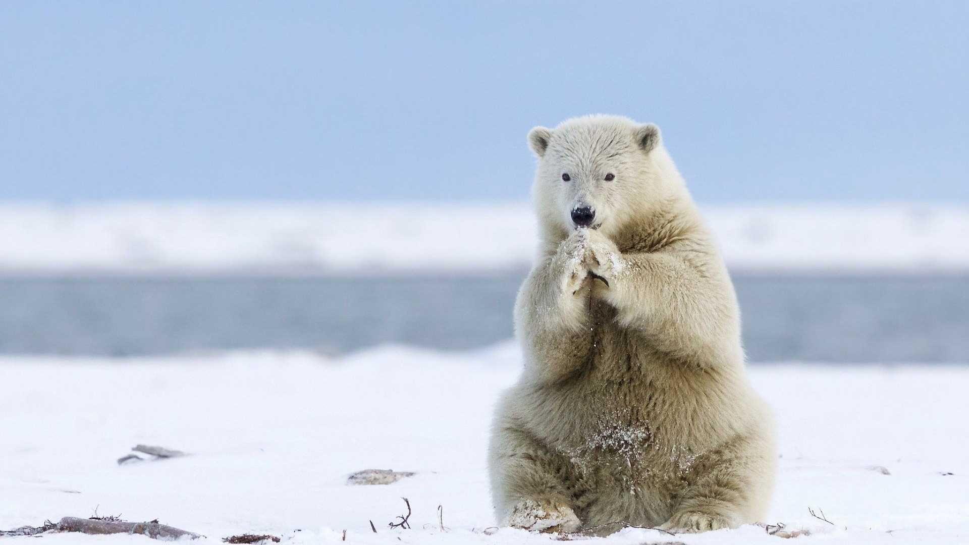 Polar Bear Wallpaper and Background Image