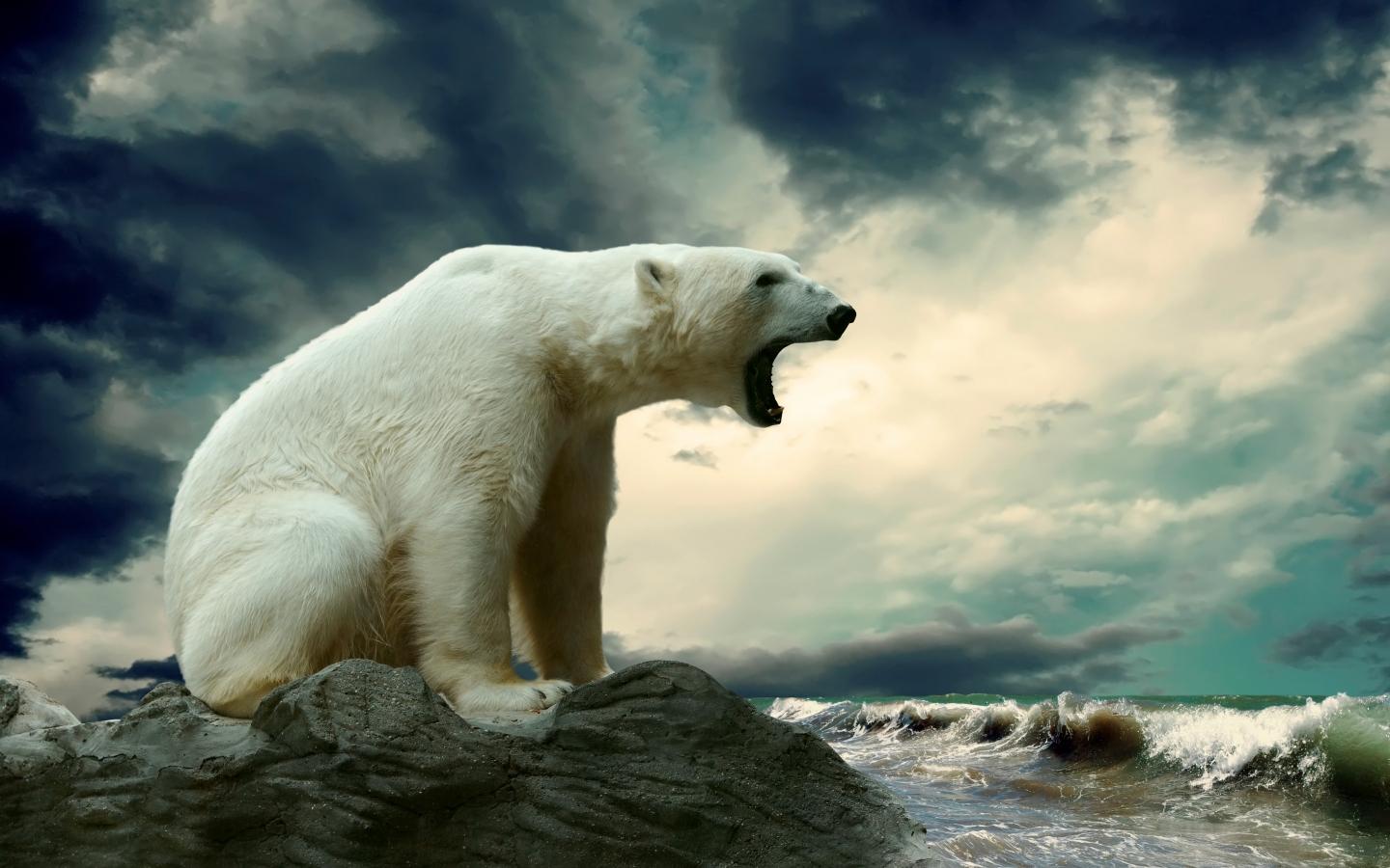 Animals image Polar Bear HD wallpaper and background photo