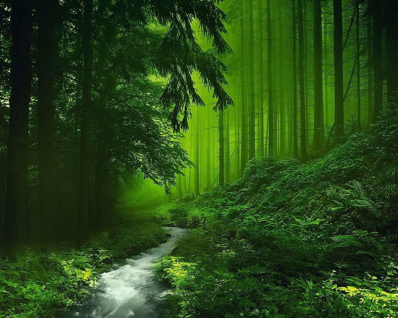 Wallpapers Download 1280x1024 A clear river in the green forest