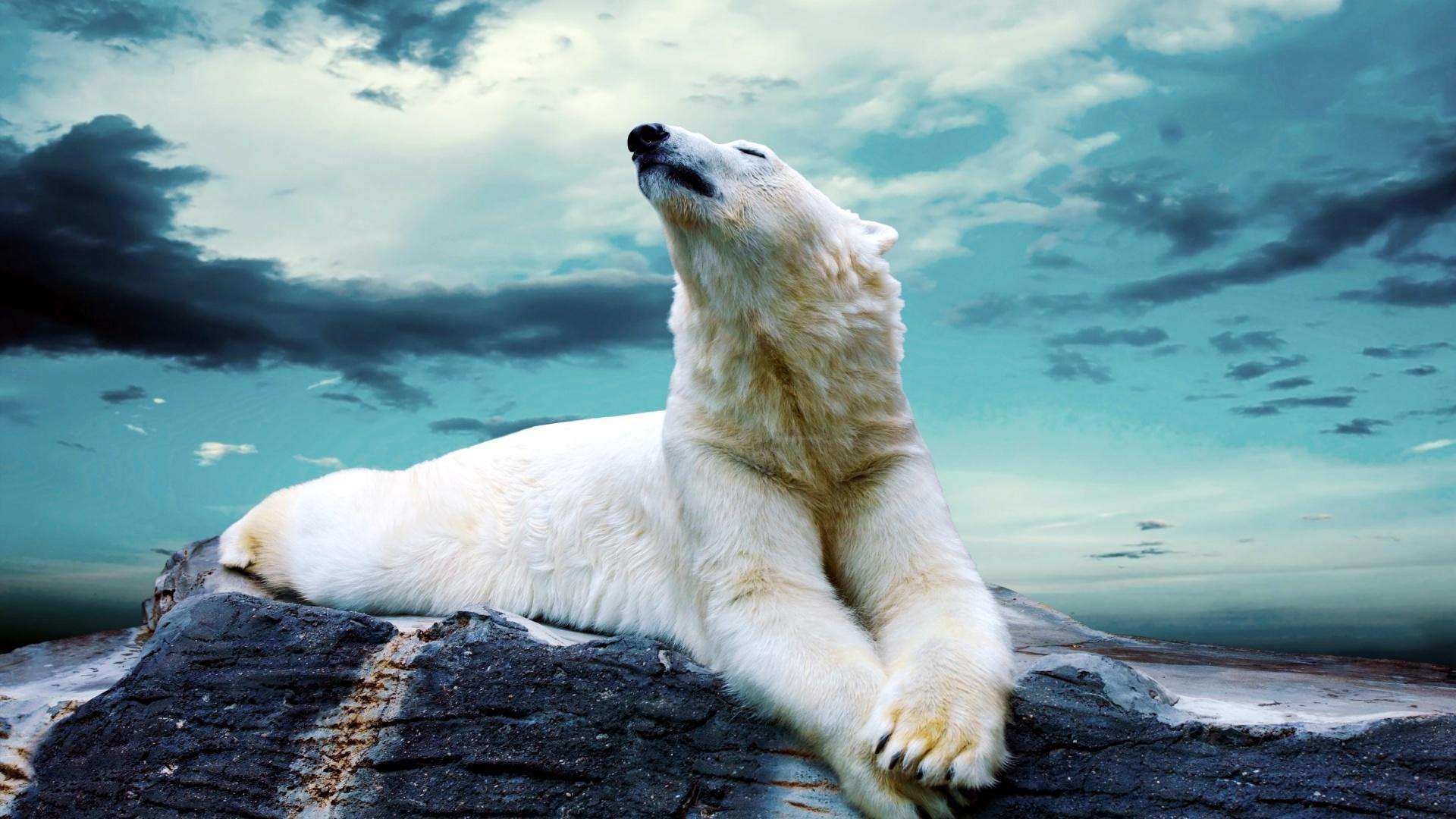 Polar Bear Wallpaper Download Yoyo