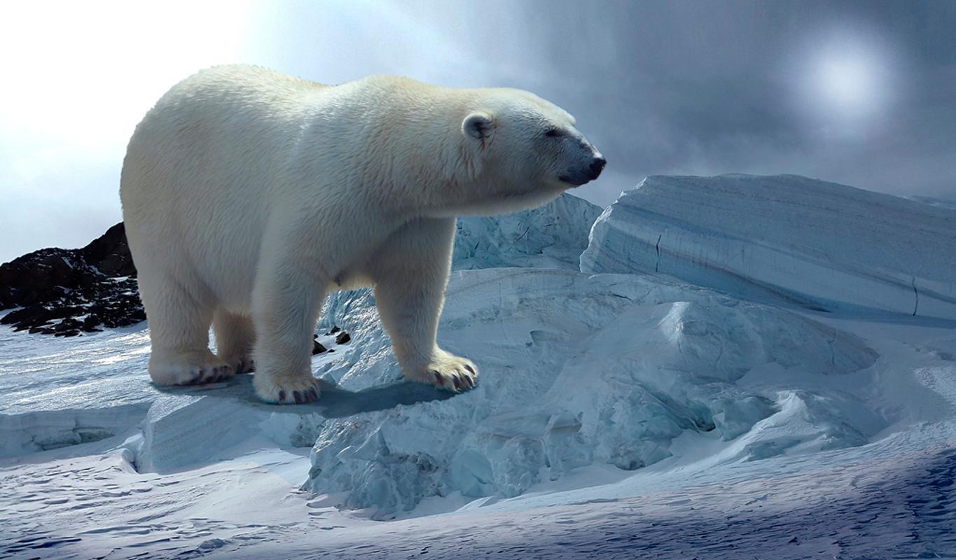 Polar Bear Wallpaper for Android