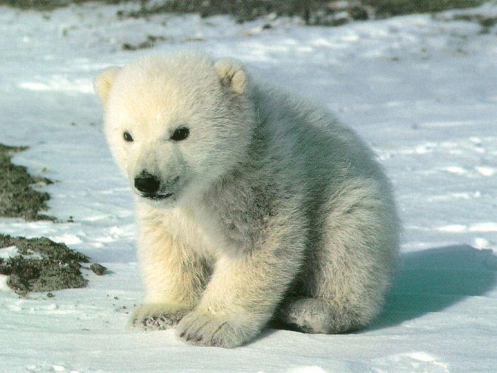 List of Baby Polar Bear Wallpaper Picture. Quality Image
