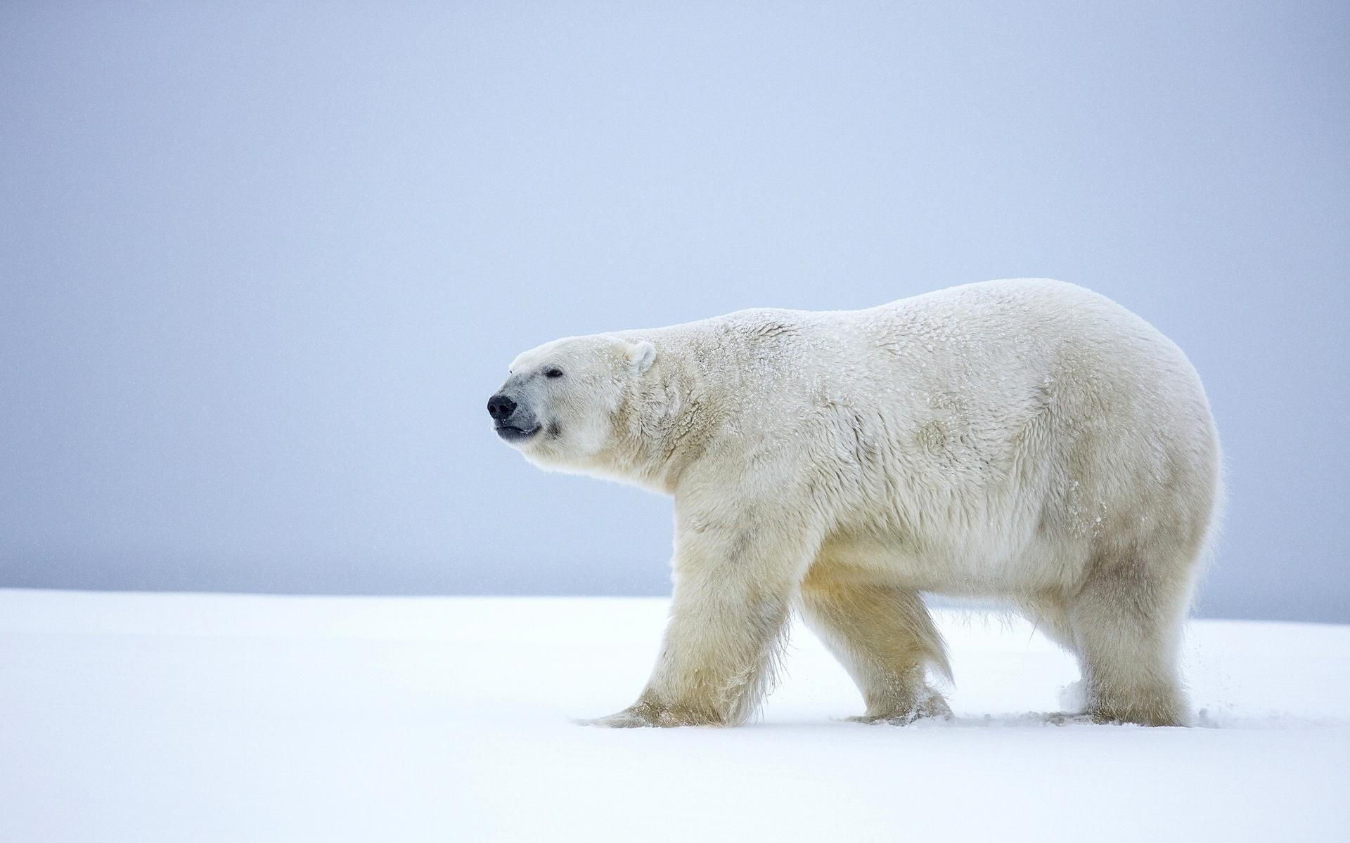 Polar bear Wallpaper HD, Desktop Background, Image and Picture