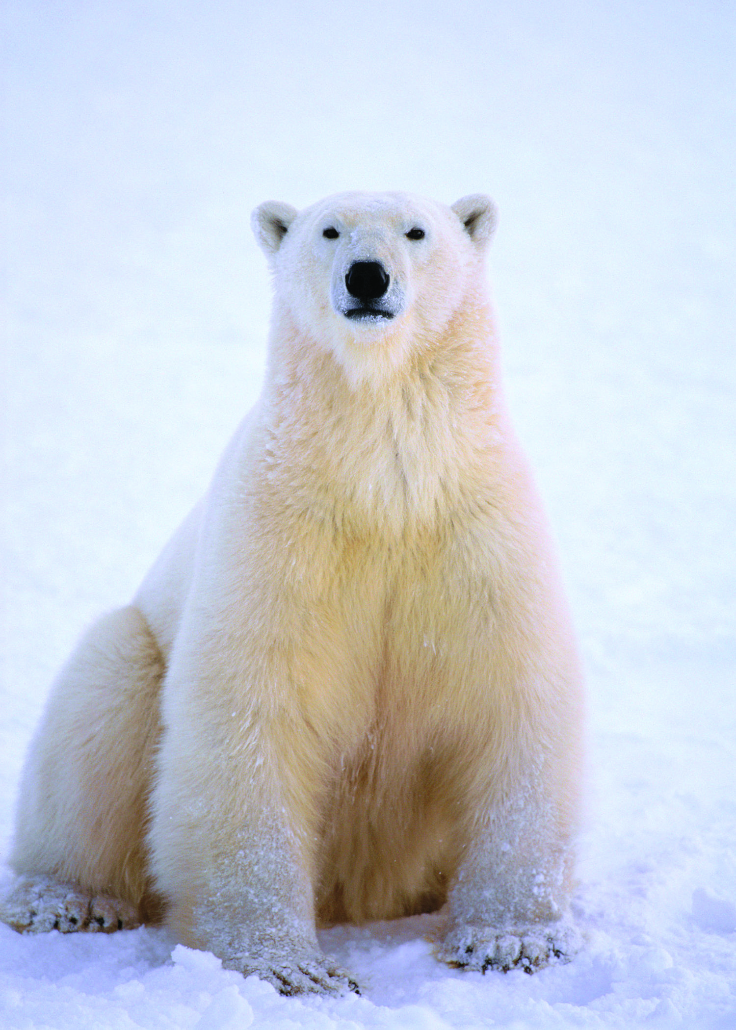Animal Polar Bear wallpaper (Desktop, Phone, Tablet)