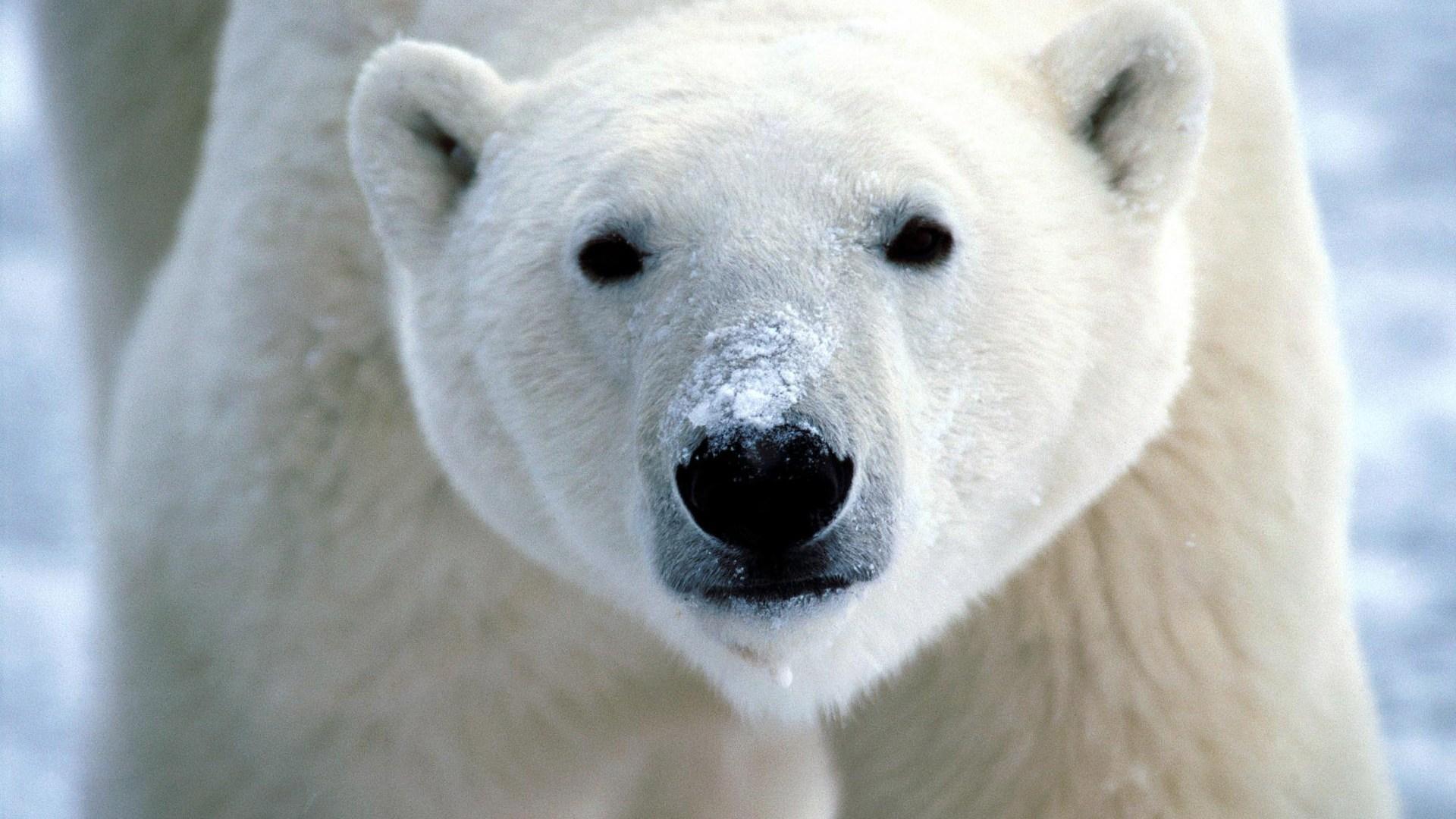 Polar Bear Wallpaper HD, Awesome Polar Bear HD Picture