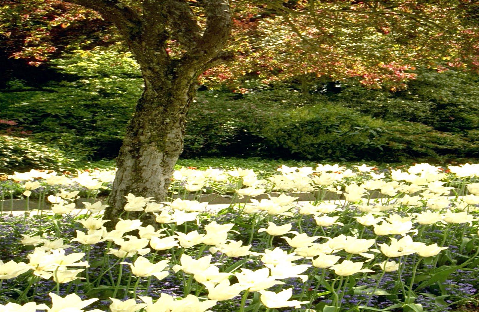 Free Gardens Wallpaper Garden Desktop Themes Google Image