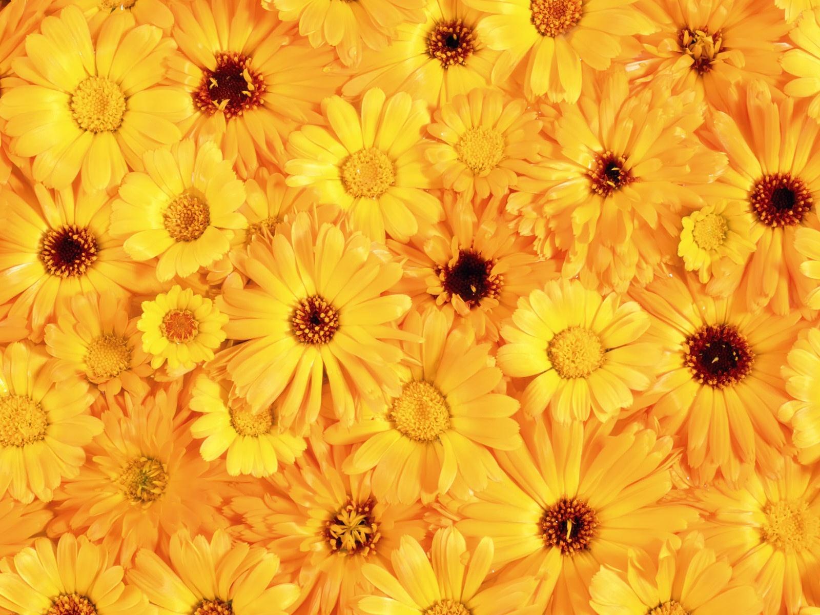 Yellow Flowered Wallpaper
