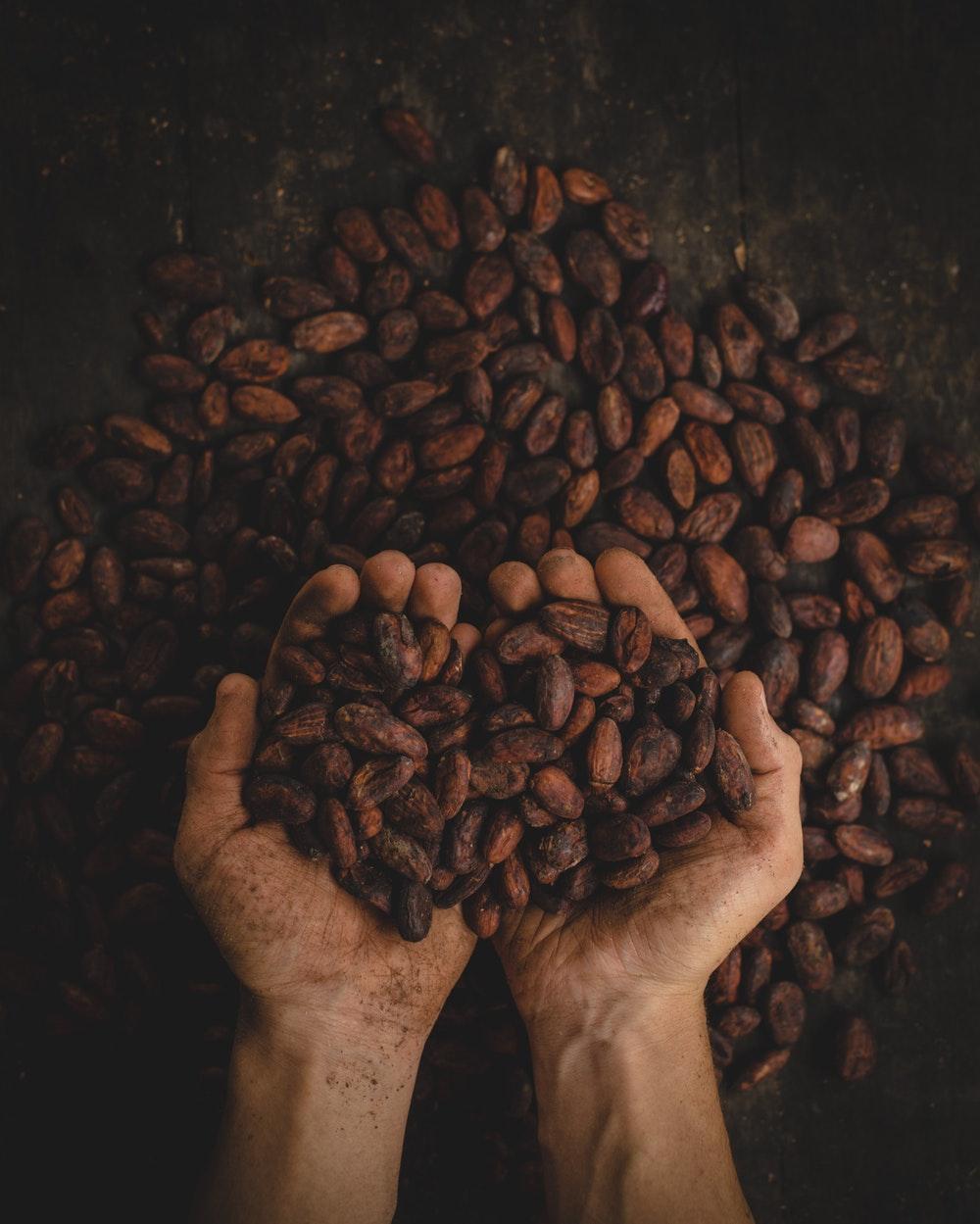 Cacao Picture. Download Free Image
