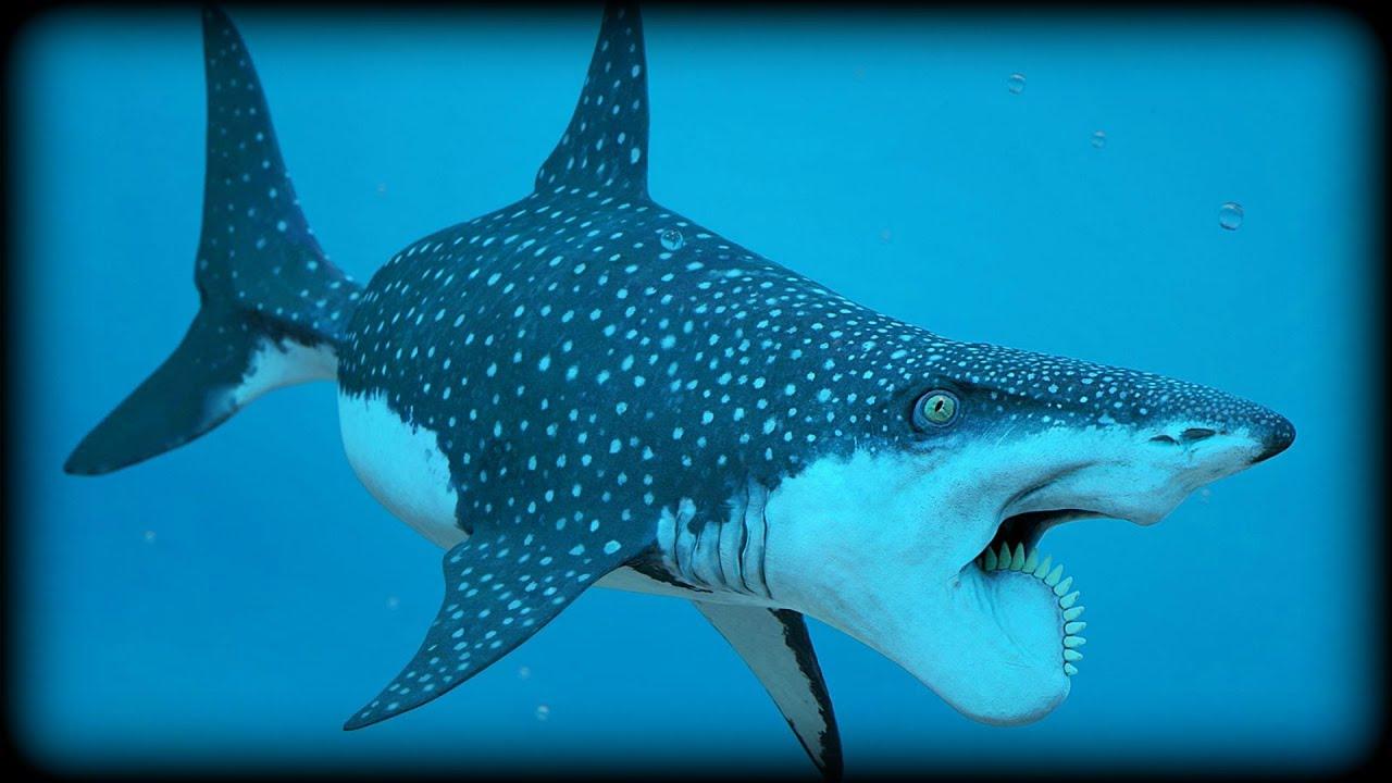 Helicoprion Wallpapers Wallpaper Cave