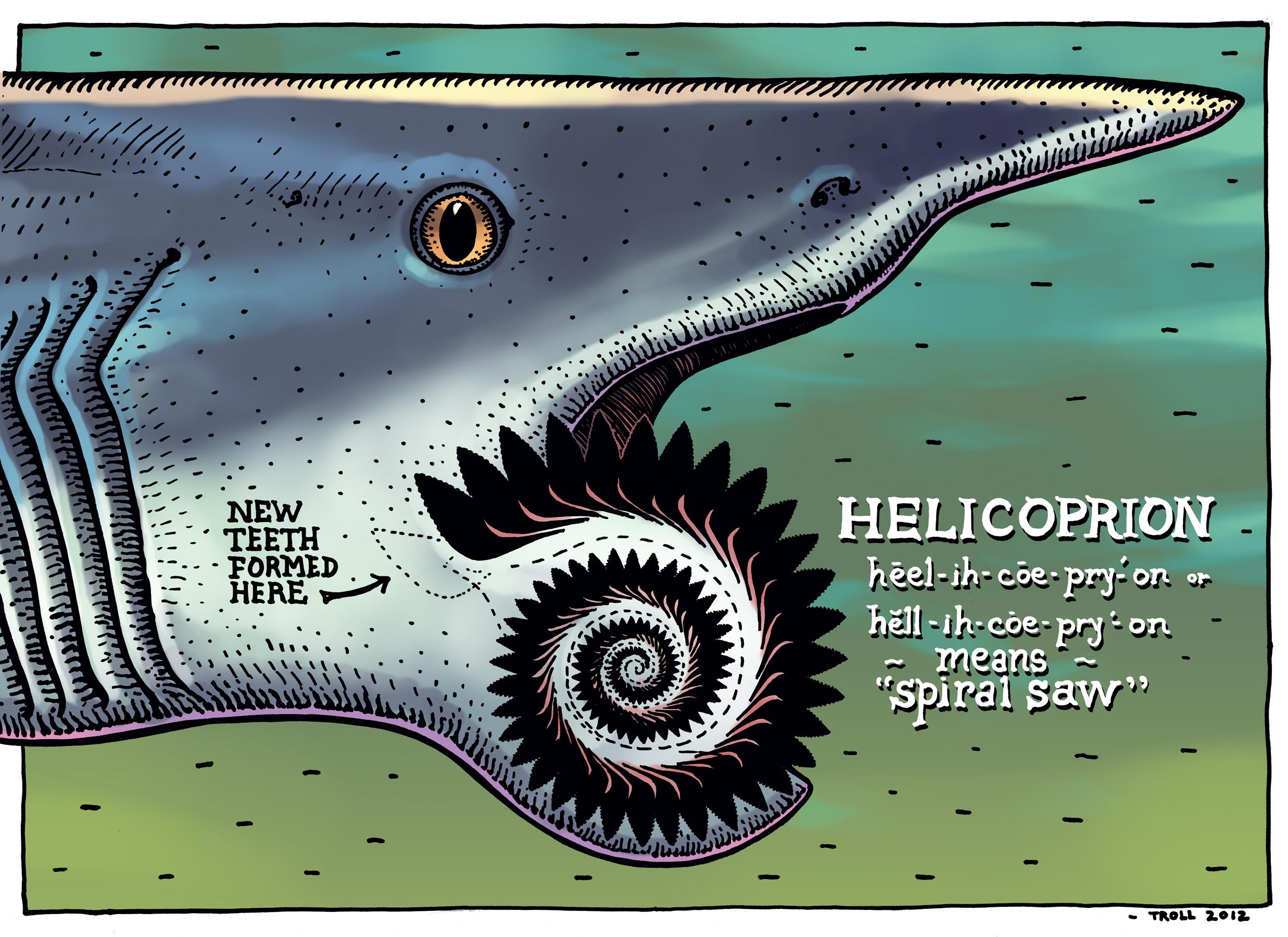 Helicoprion Wallpapers - Wallpaper Cave