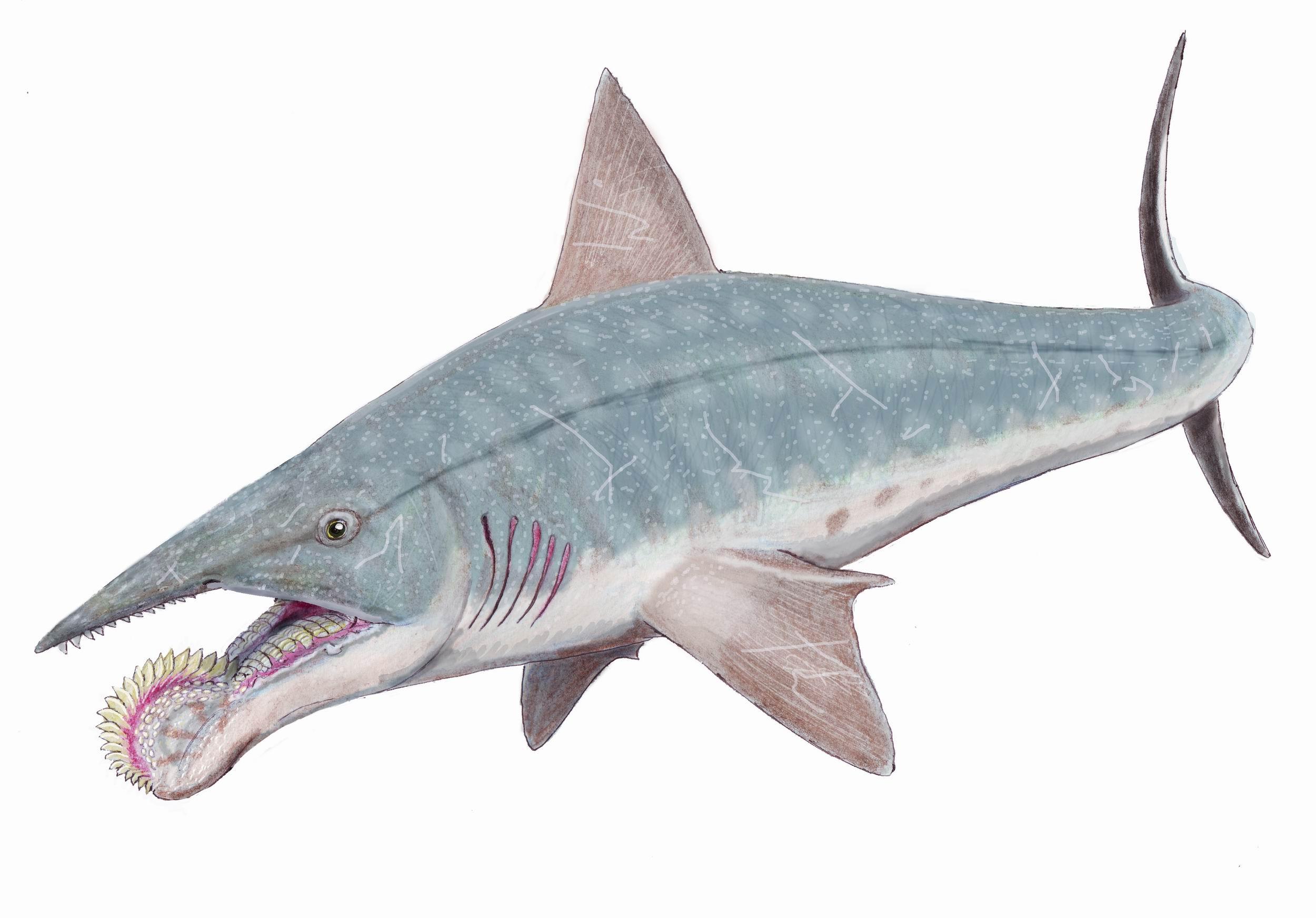 Helicoprion Wallpapers - Wallpaper Cave