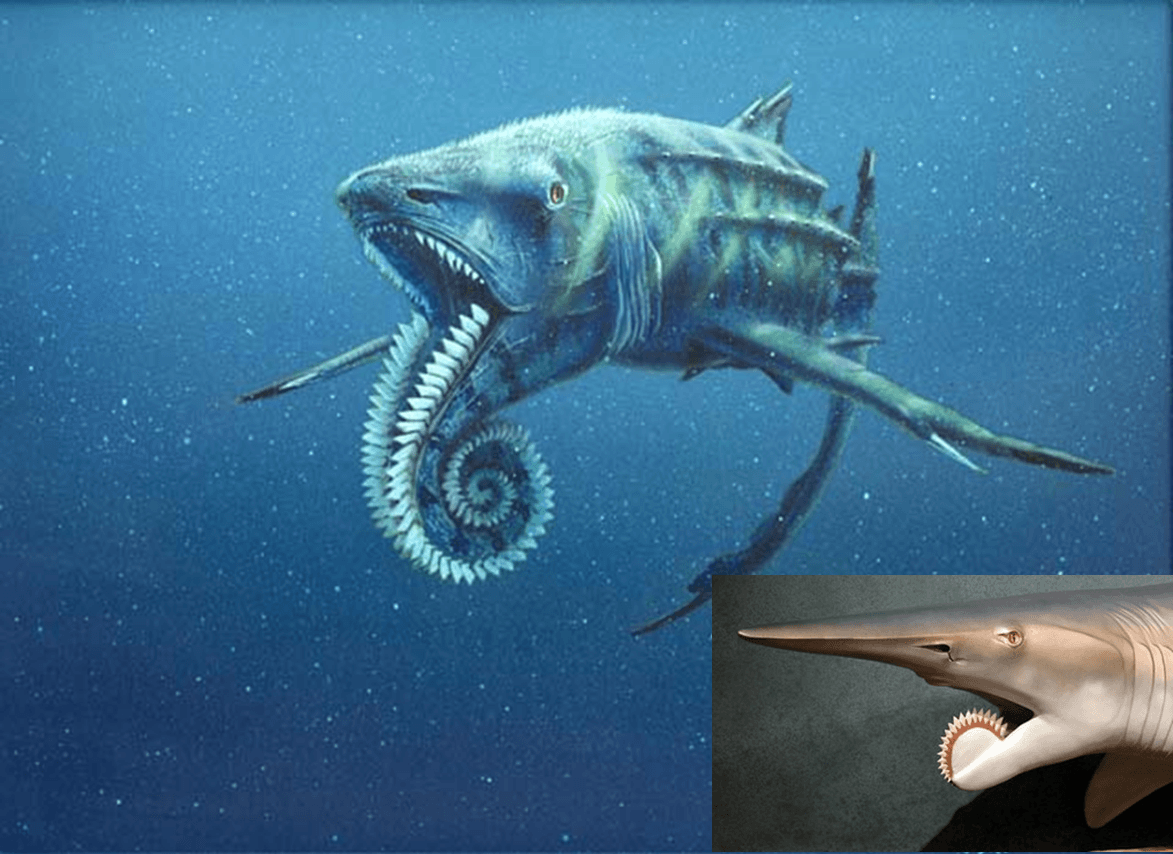 Helicoprion, a prehistoric shark. WTH. never heard of this guy