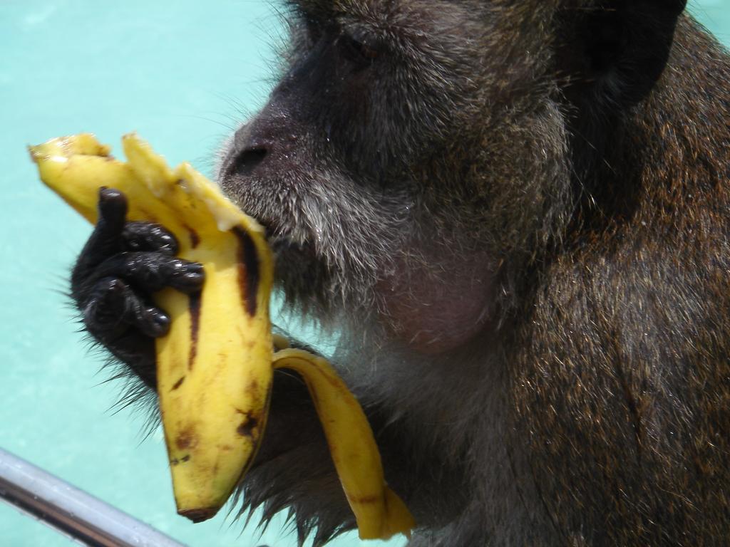 A monkey likes bananas. Медведь с бананом. Обезьяна с бананом. Обезьяна ест банан. Медведь ест банан.