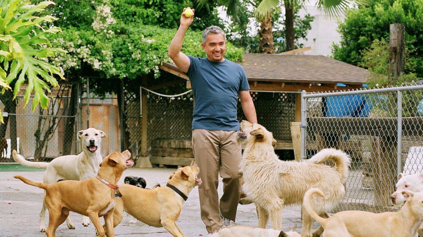 Cesar Millan's Long Walk To Becoming The 'Dog Whisperer'
