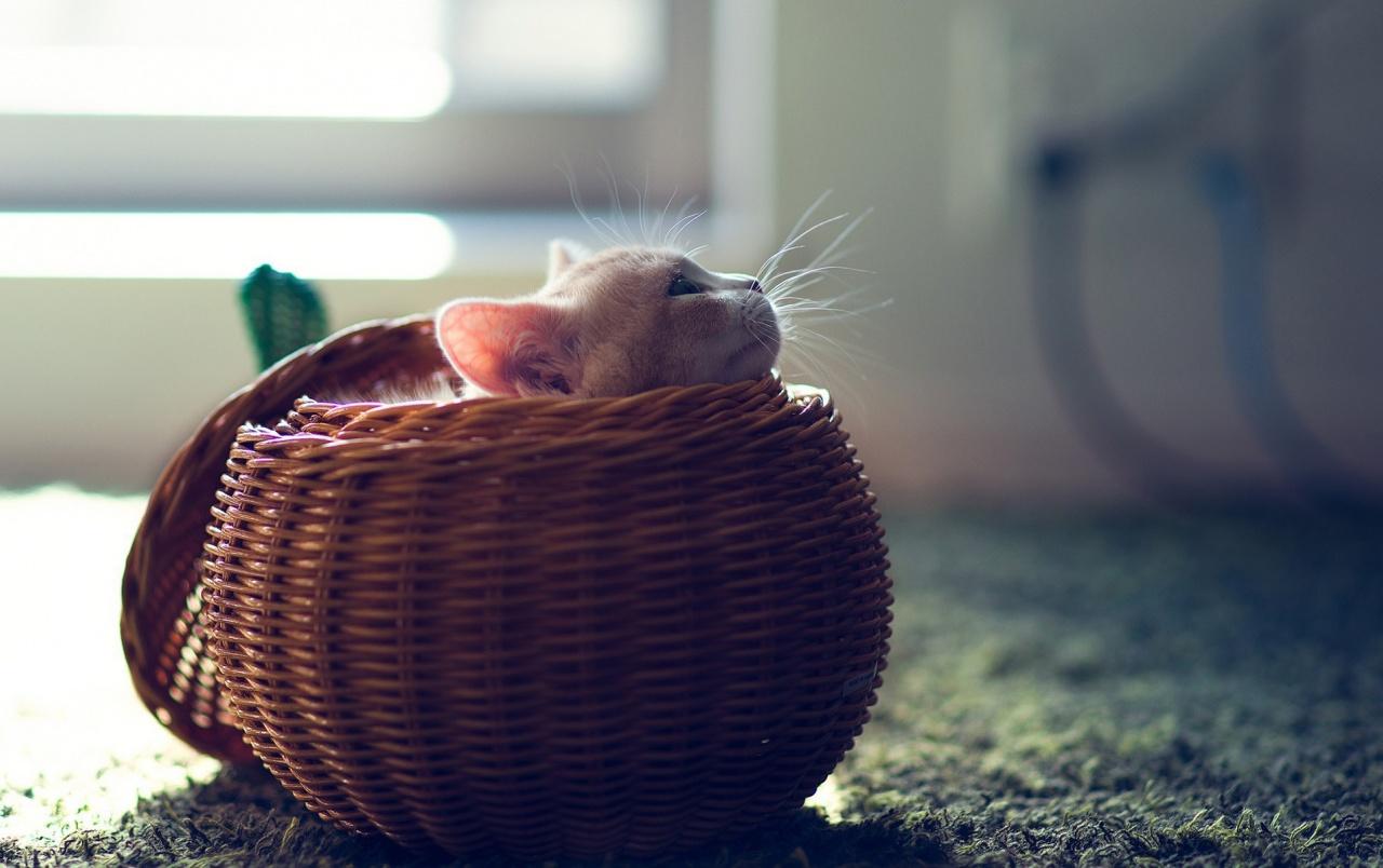 Cute Kitten in Basket wallpaper. Cute Kitten in Basket