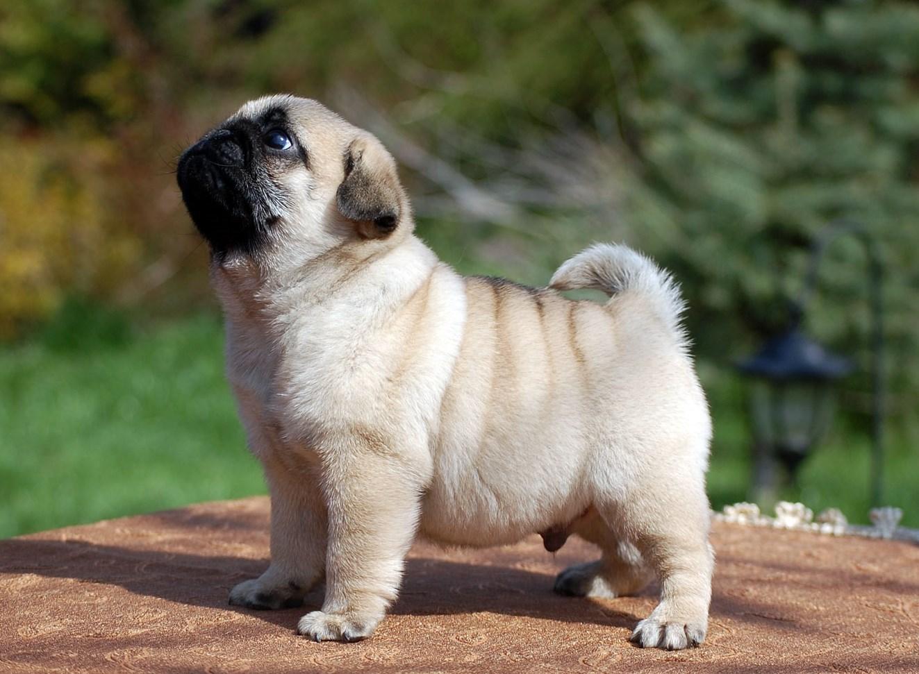 Cute Pug Puppy Pugggys (and Occasionally Other Cute Things) Pinte
