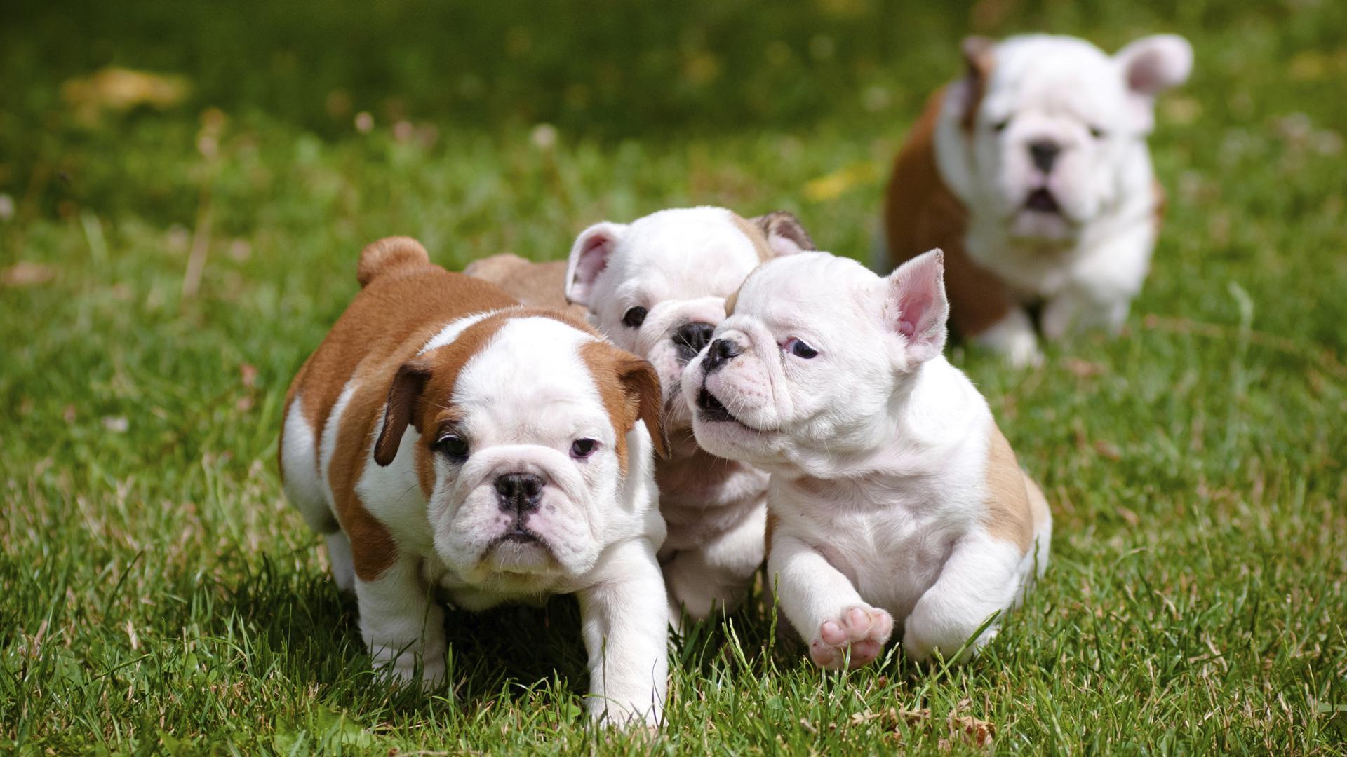 Group of Cute Baby Bull Dogs Wallpaper