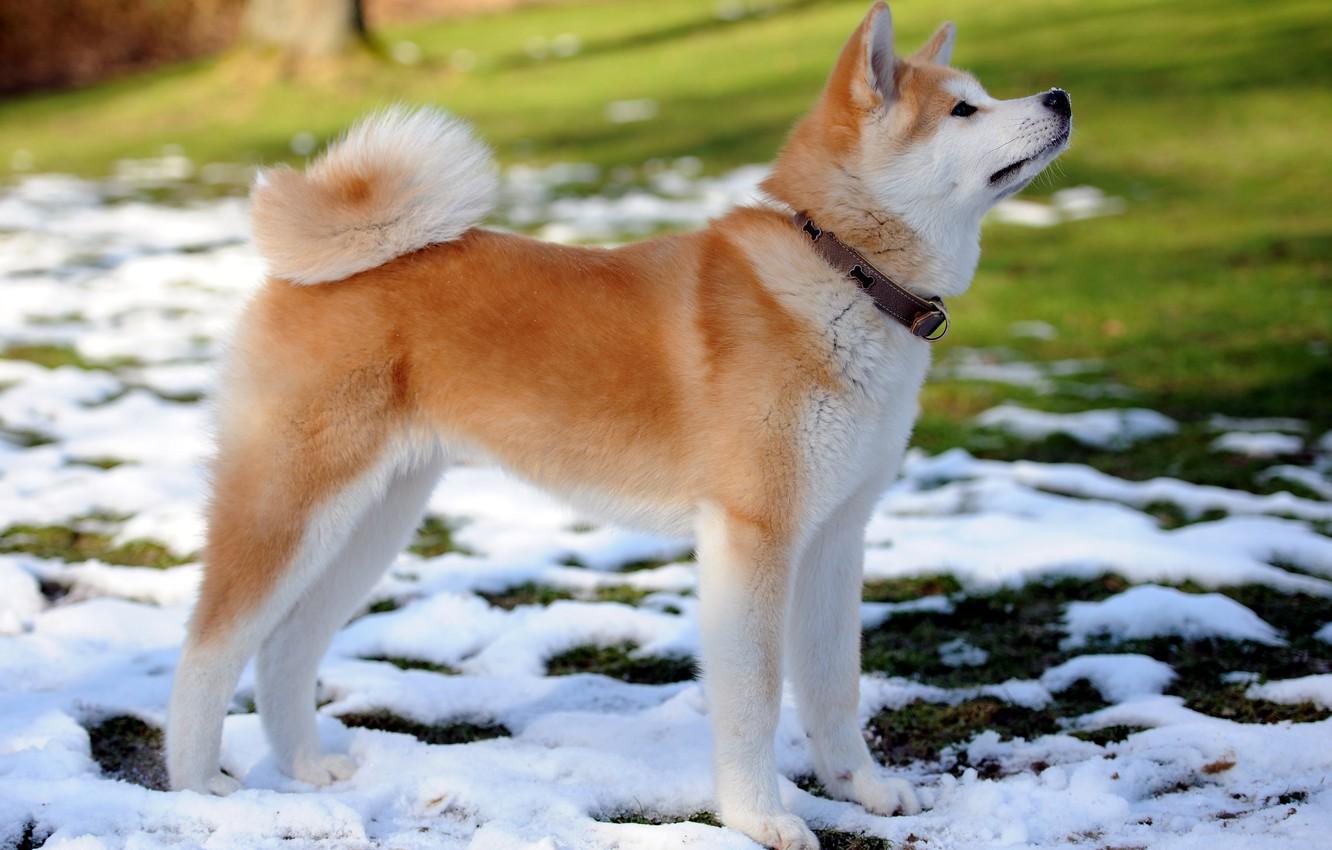 Wallpaper snow, each, dog, spring, puppy, collar, Akita inu image