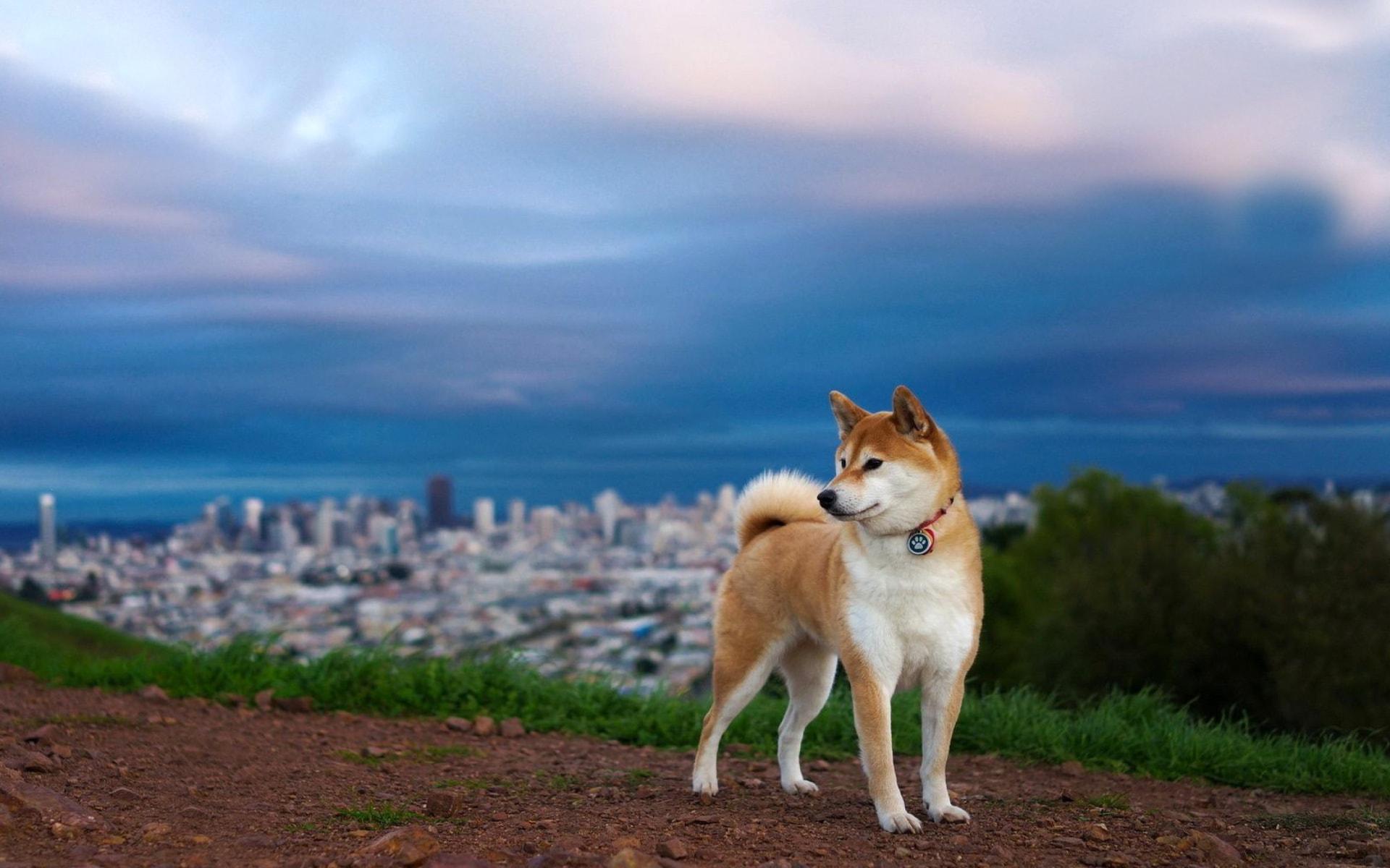 Akita Inu Wallpapers - Wallpaper Cave