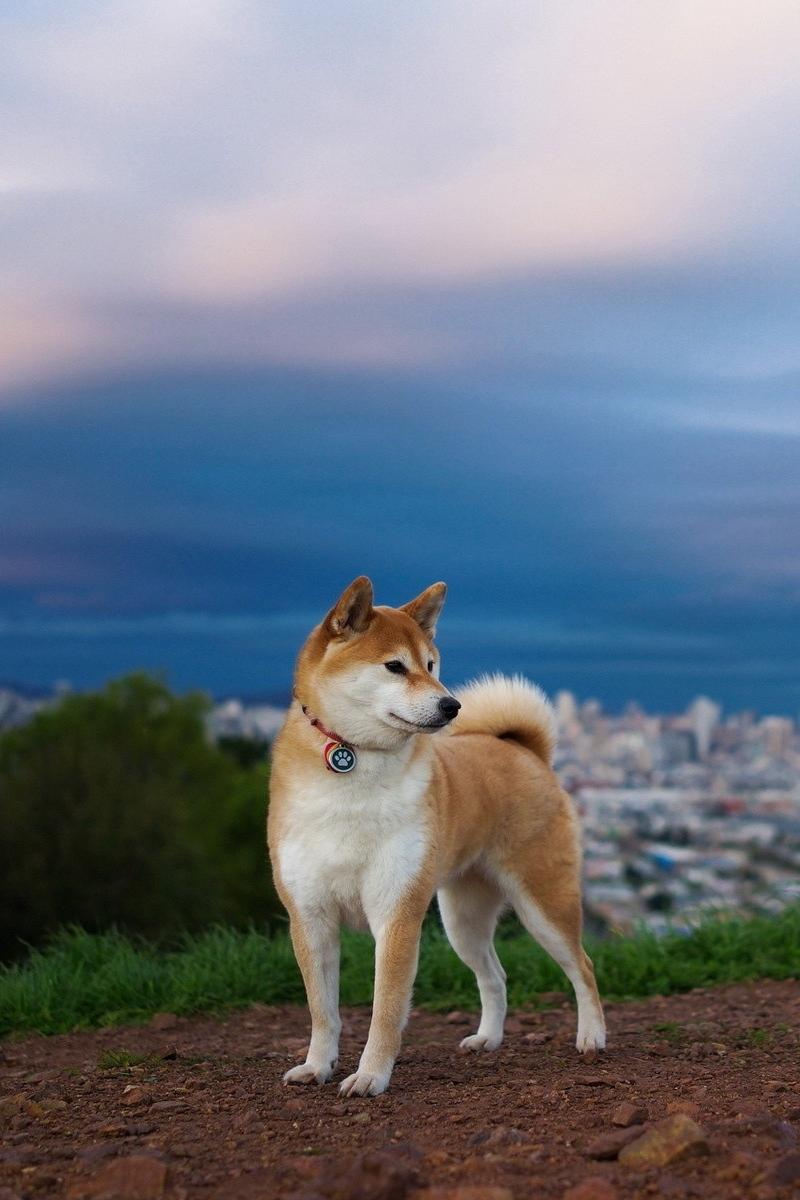 Akita Inu Wallpapers - Wallpaper Cave