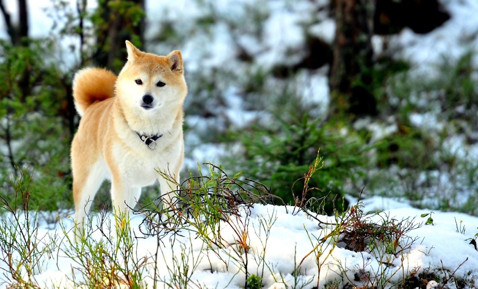 Akita Dog HD Picture