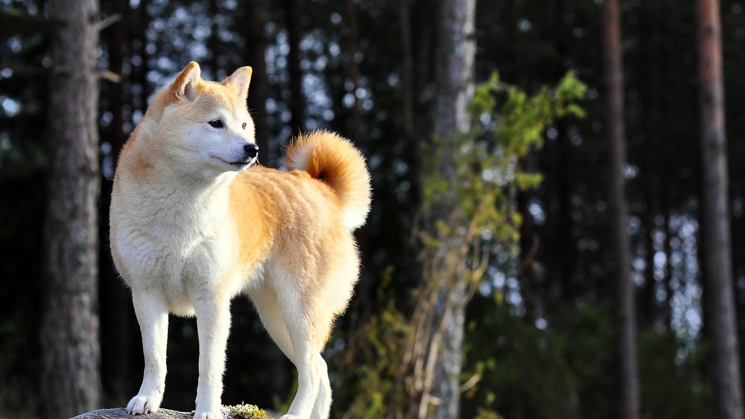 Akita Inu Wallpapers - Wallpaper Cave