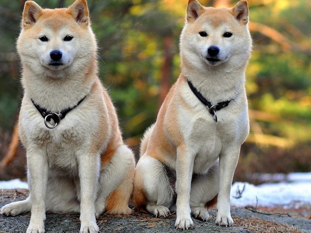 Akita Inu Wallpapers - Wallpaper Cave