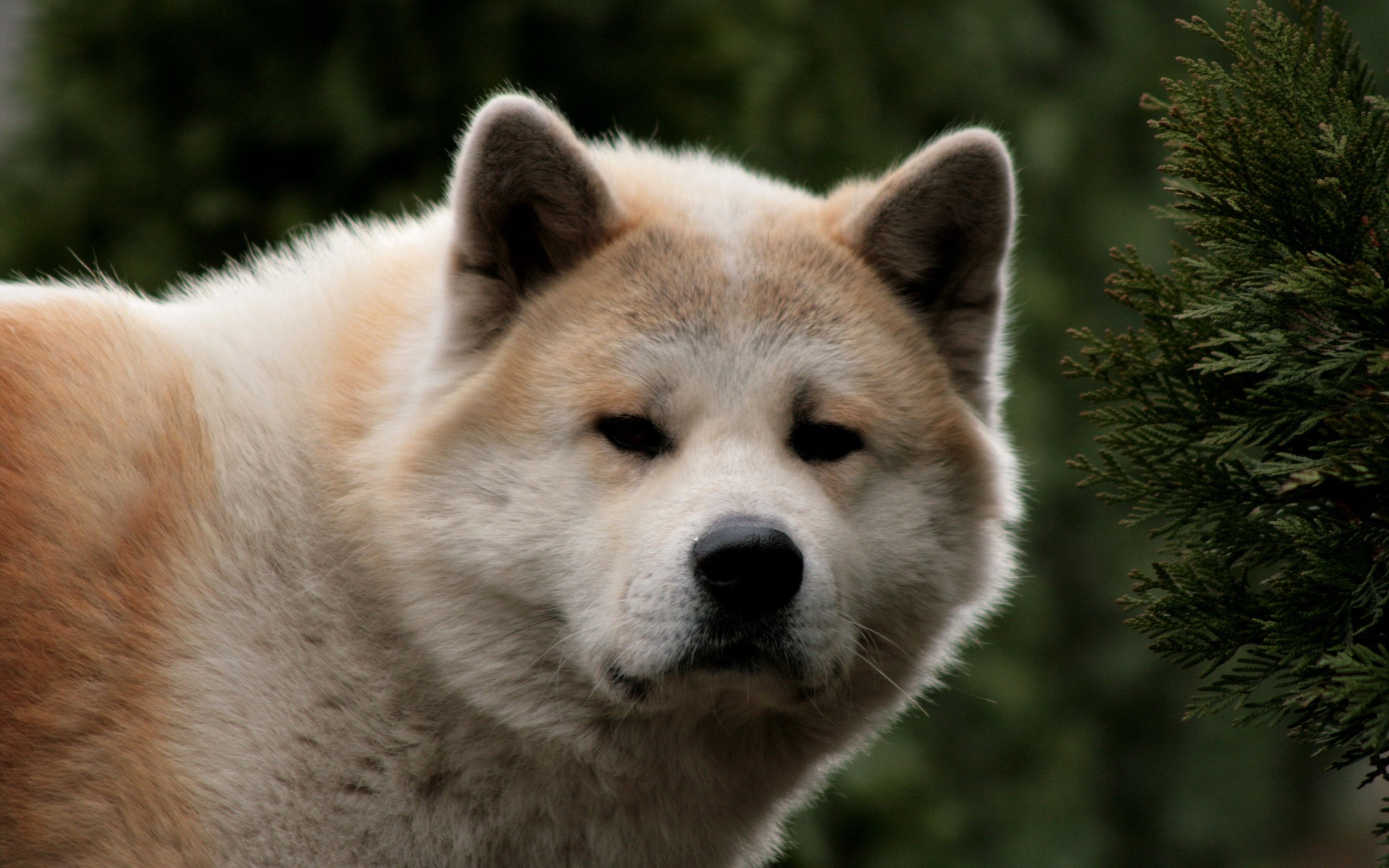 Akita Inu Wallpapers - Wallpaper Cave