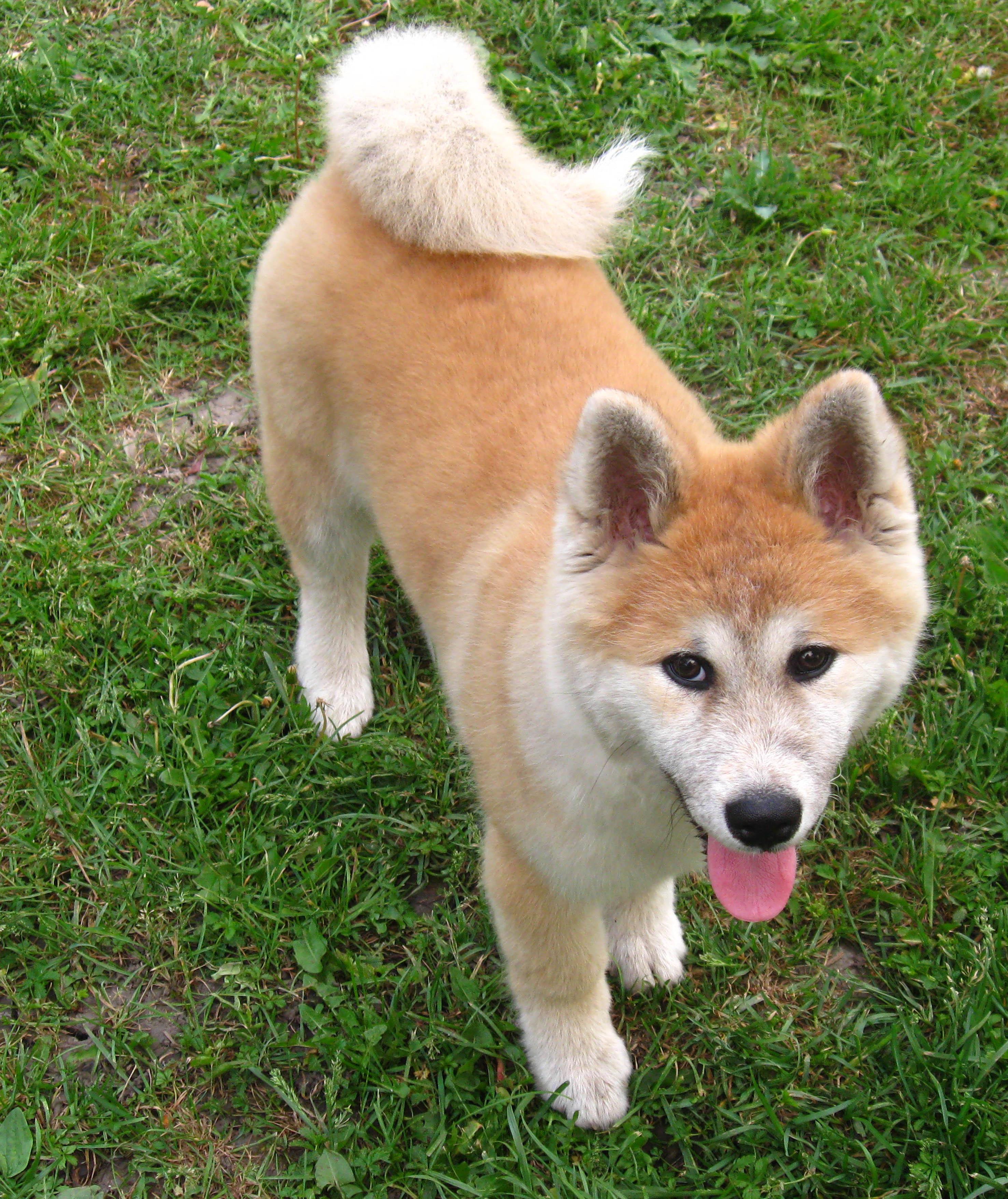 Akita Inu Wallpapers - Wallpaper Cave