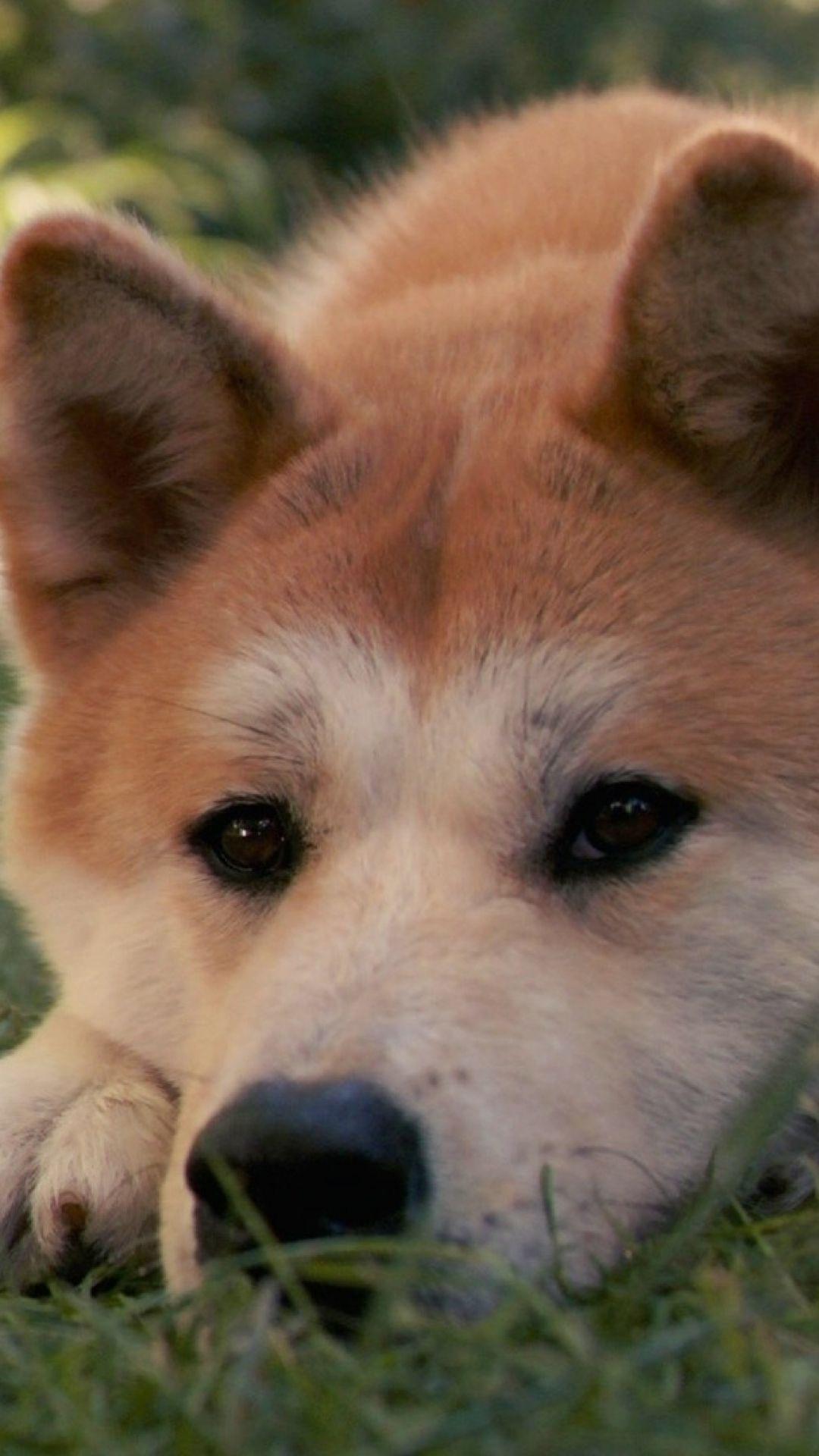 Akita Inu Wallpapers - Wallpaper Cave