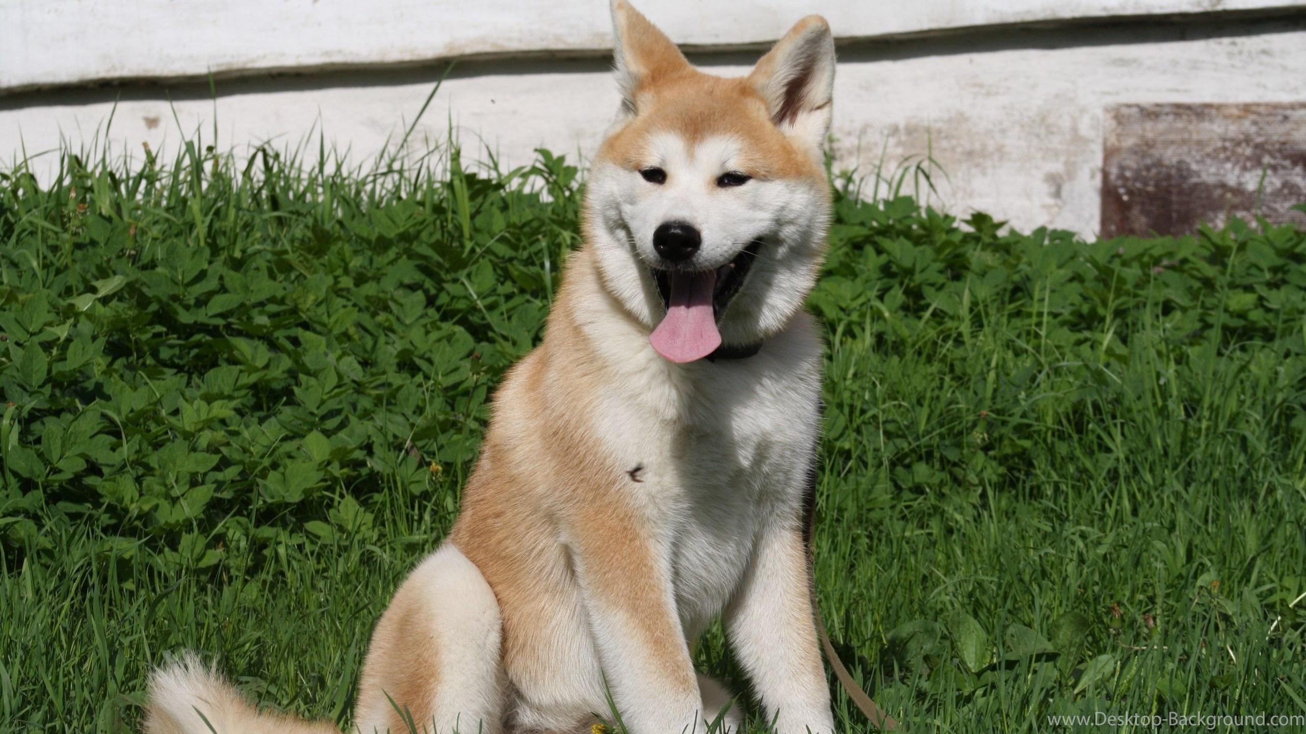 Akita Inu Photo Wallpaper, Picture With Akita Inu Desktop Background