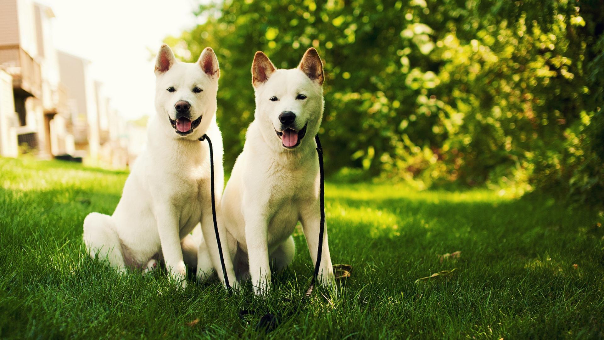 Akita Inu Wallpapers - Wallpaper Cave