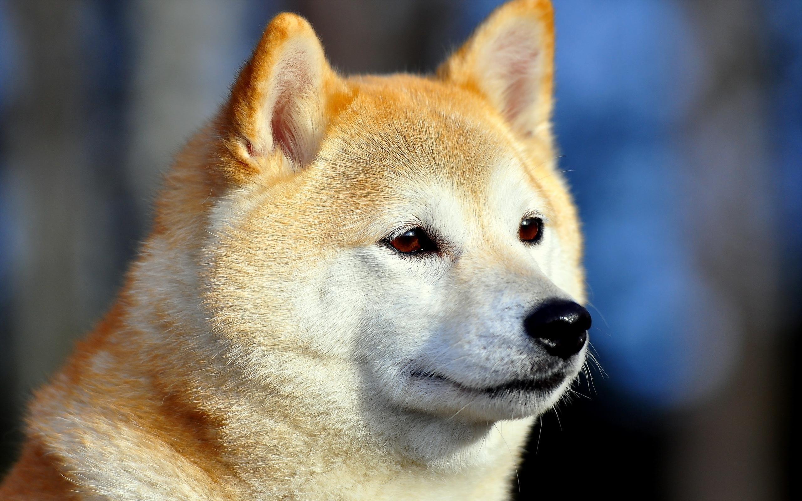 Akita Inu Wallpapers - Wallpaper Cave