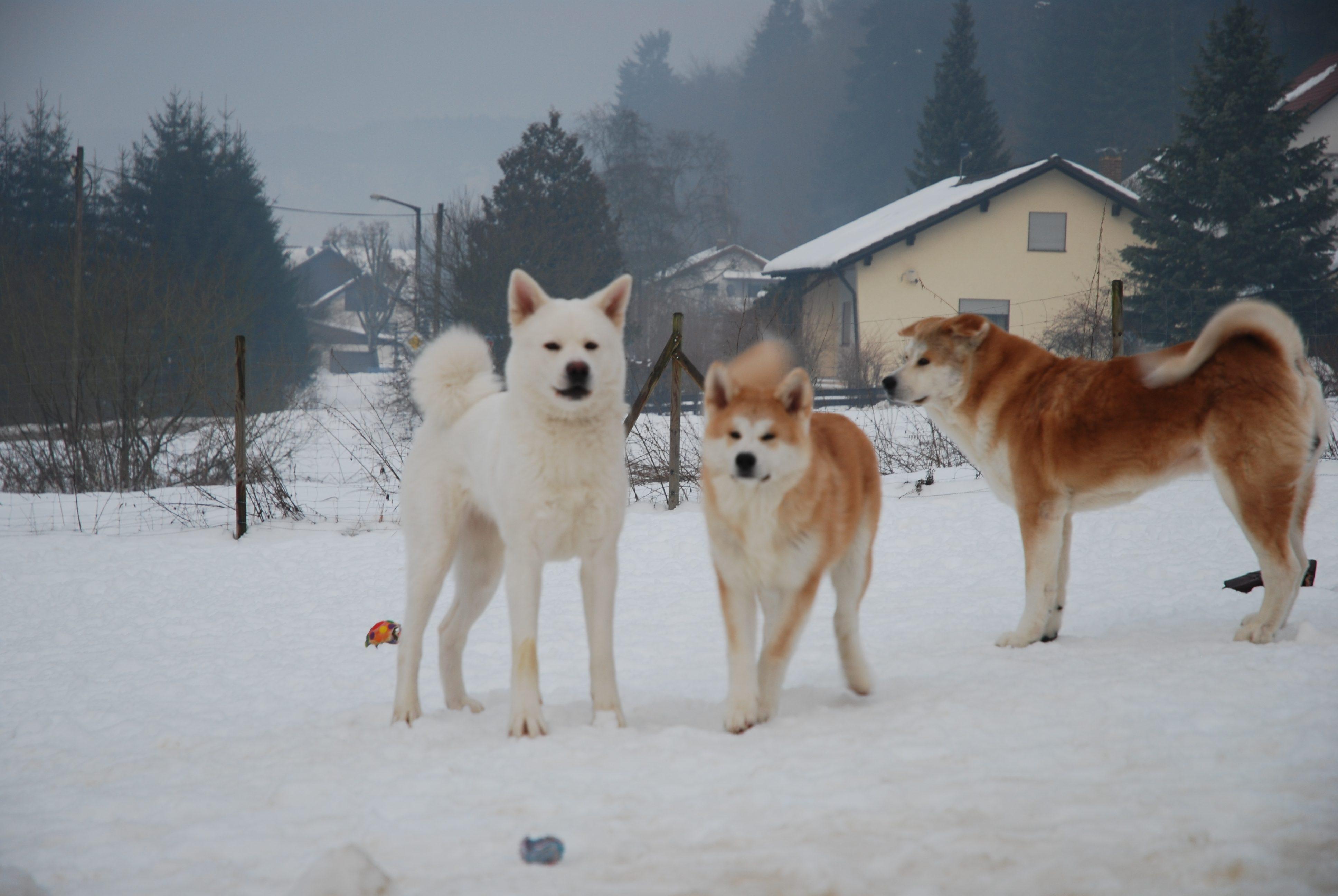 Akita Inu Wallpaper Group , HD Wallpaper