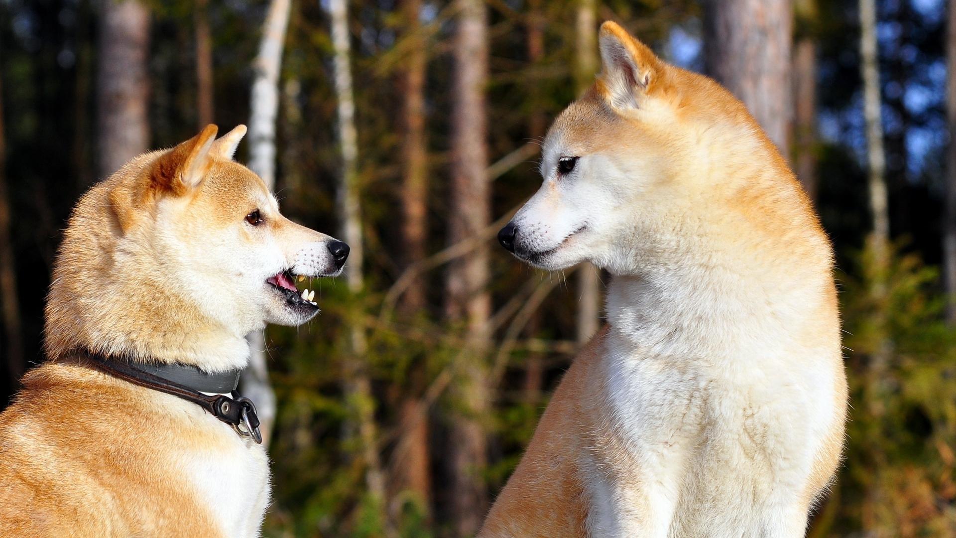 Akita Inu Wallpapers - Wallpaper Cave