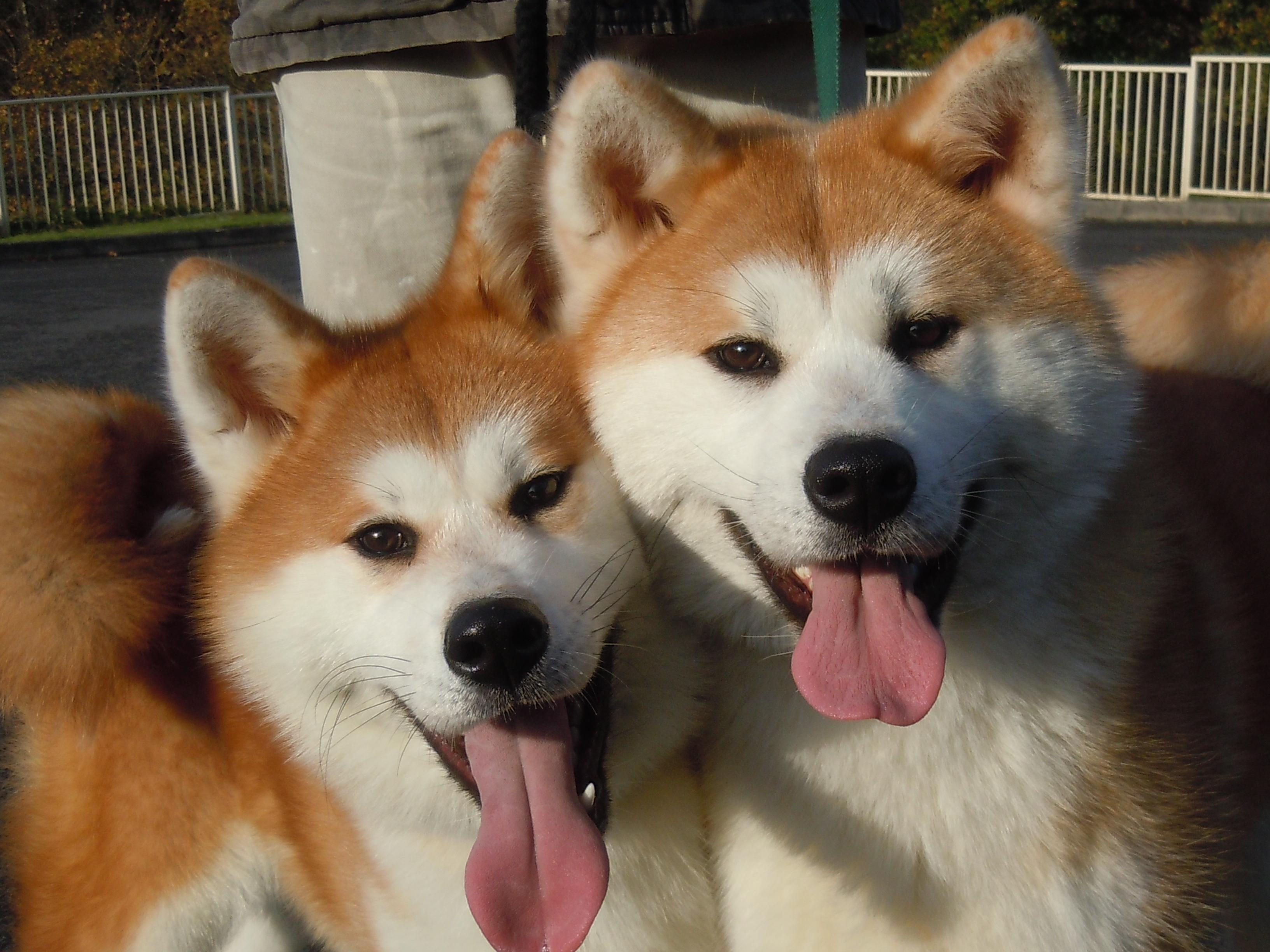Породы японских собак с фотографиями и названиями средних пород