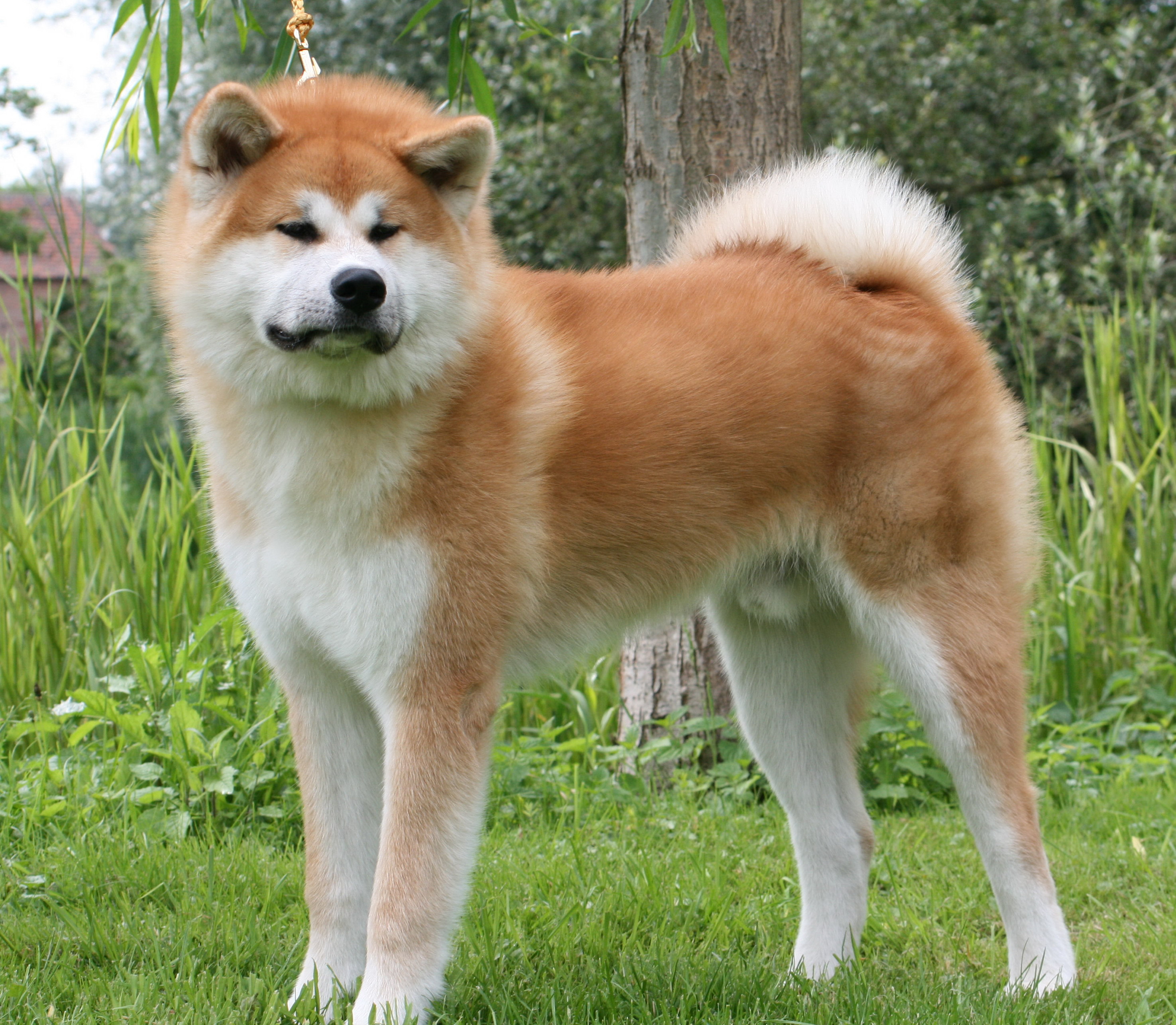 Gallery For > Akita Inu Wallpaper