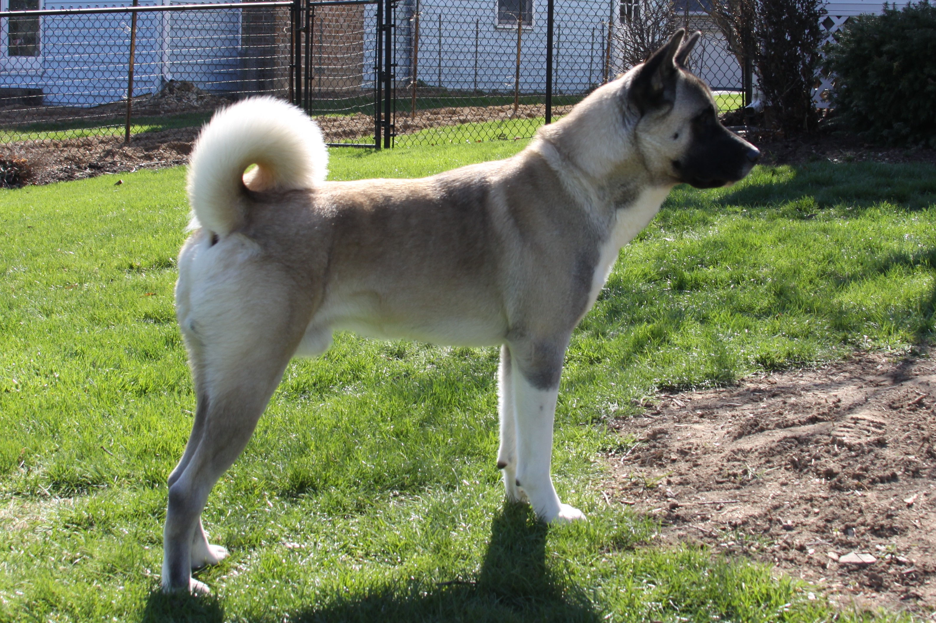 Beautiful, Brown, Akita, Inu, Dog, Widescreen, High, Resolution