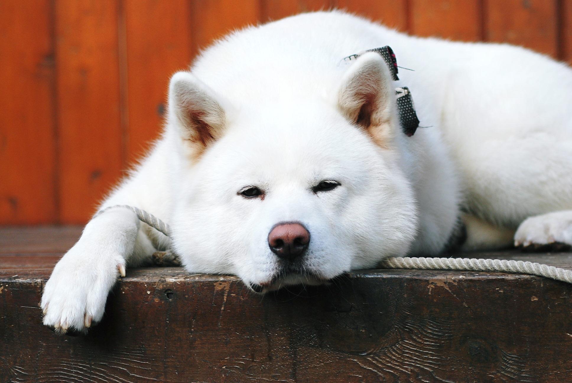 Akita Inu Wallpapers - Wallpaper Cave