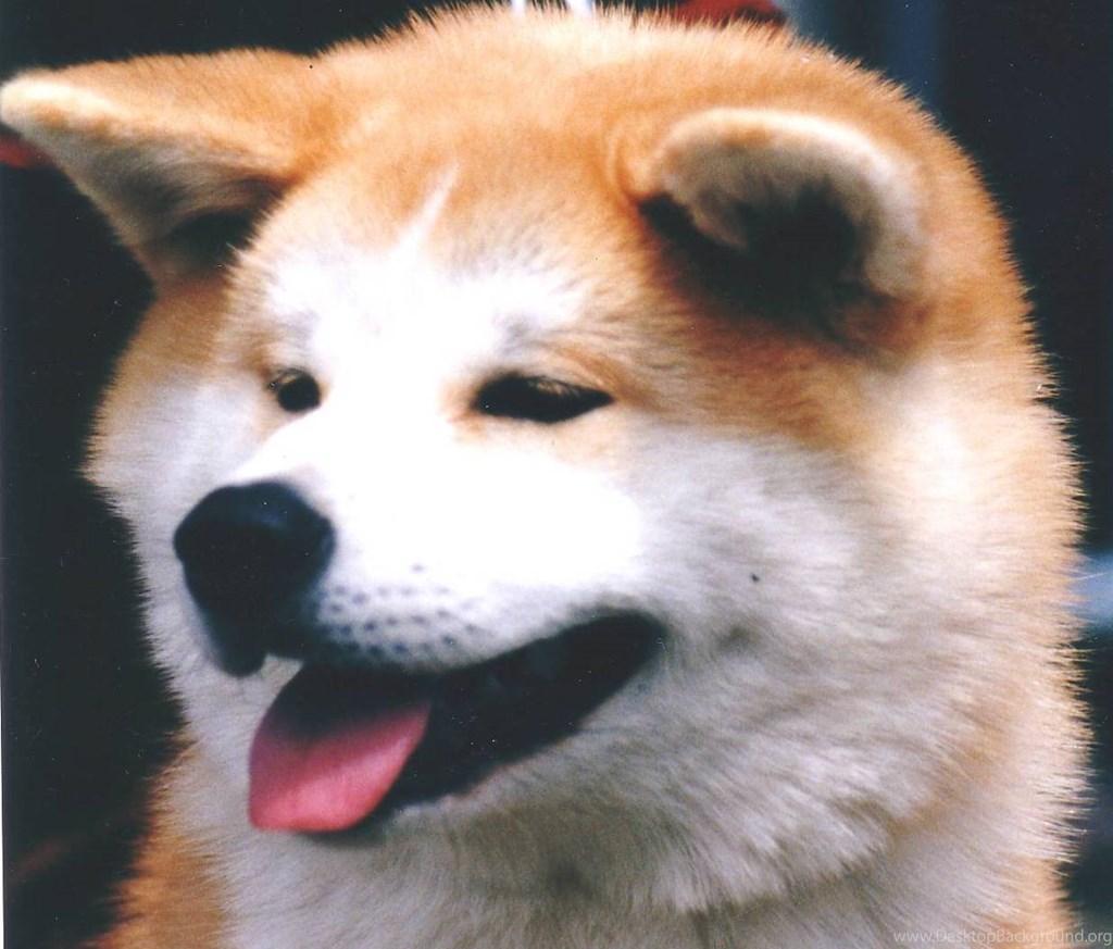 Akita Inu Wallpapers - Wallpaper Cave