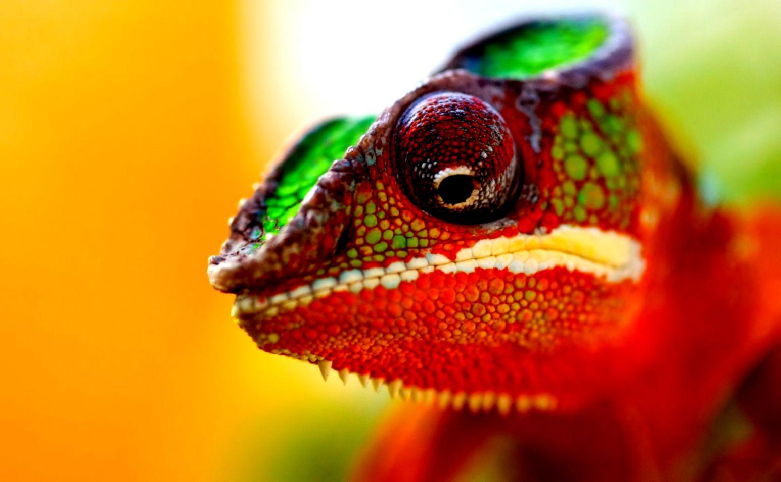 Chameleon Lizard Close Up HD Wallpaper